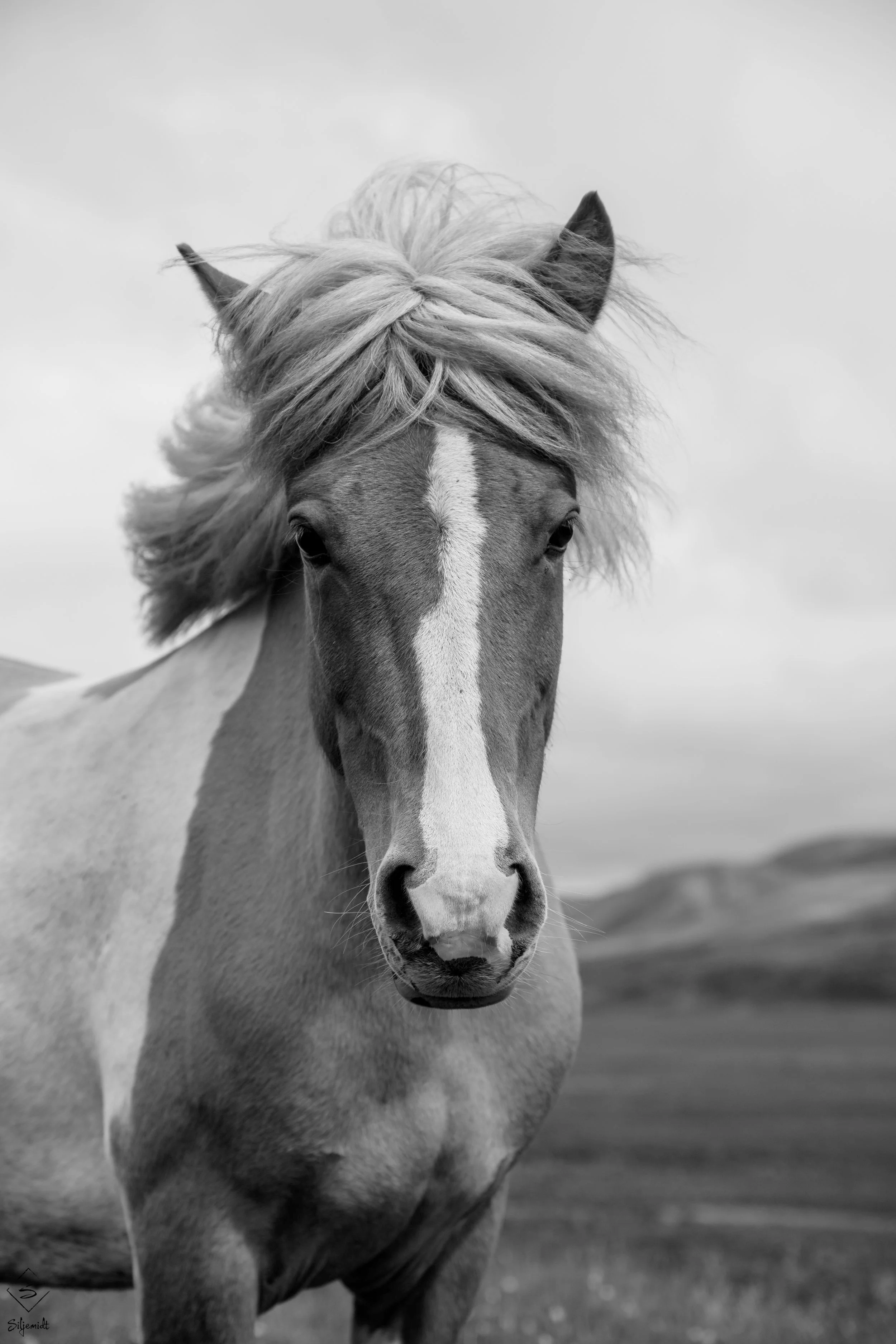 logo hest 4.jpg