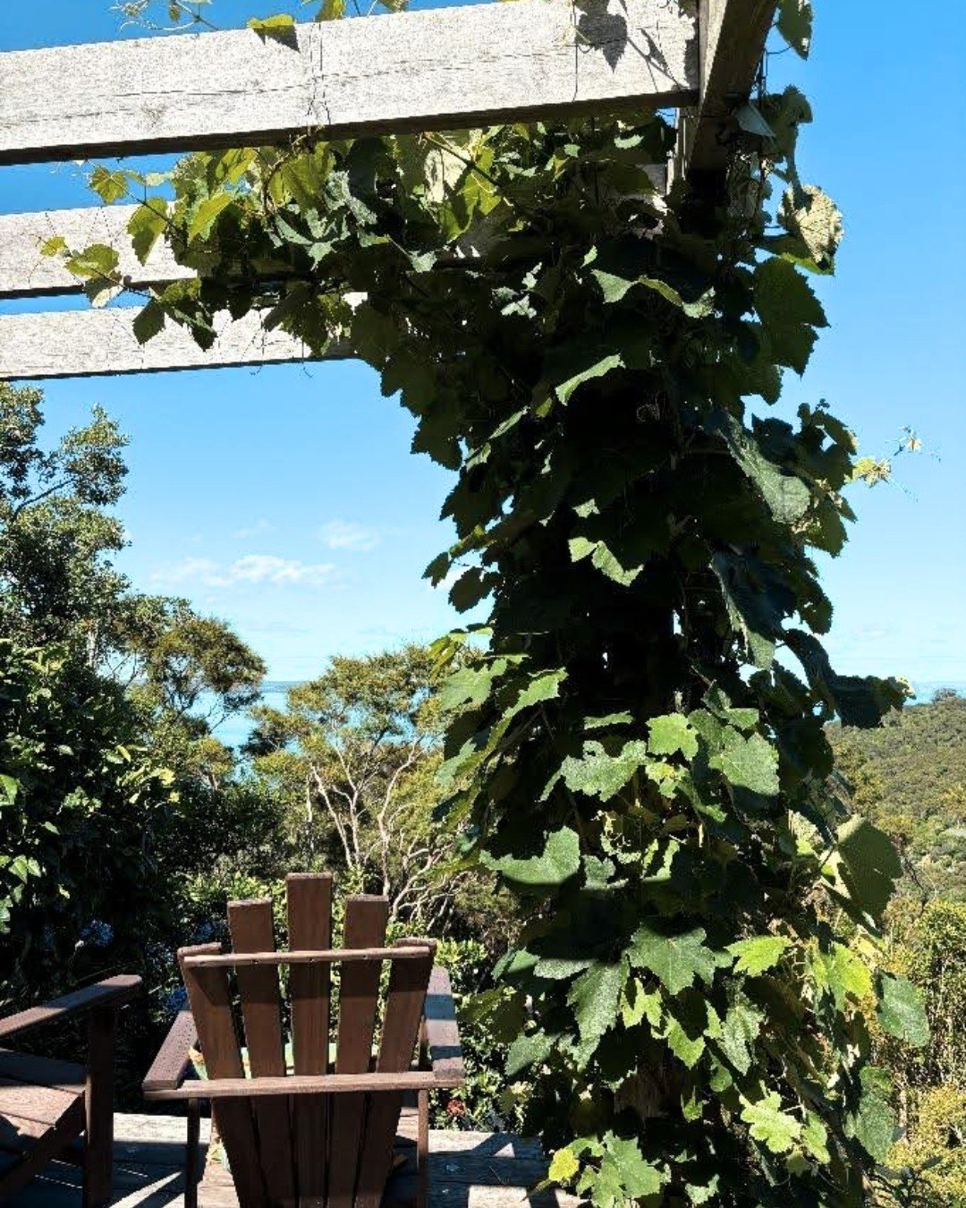 This season, the grapevine is flourishing; I&rsquo;ve never seen it so bushy and full of fruit. Last year was the first year I&rsquo;ve seen it dormant. Barely any leaves and no fruit at all. 

I&rsquo;m reflecting on whether this lull was intentiona