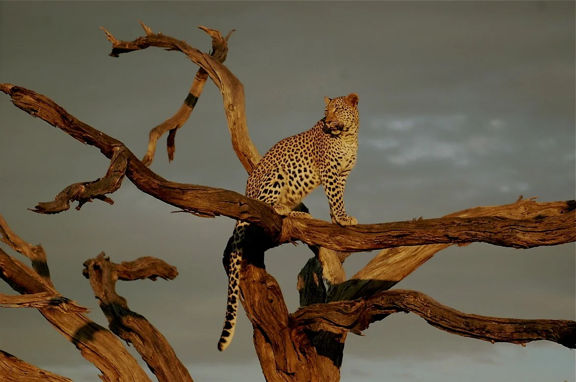 Plan a Trip to Africa