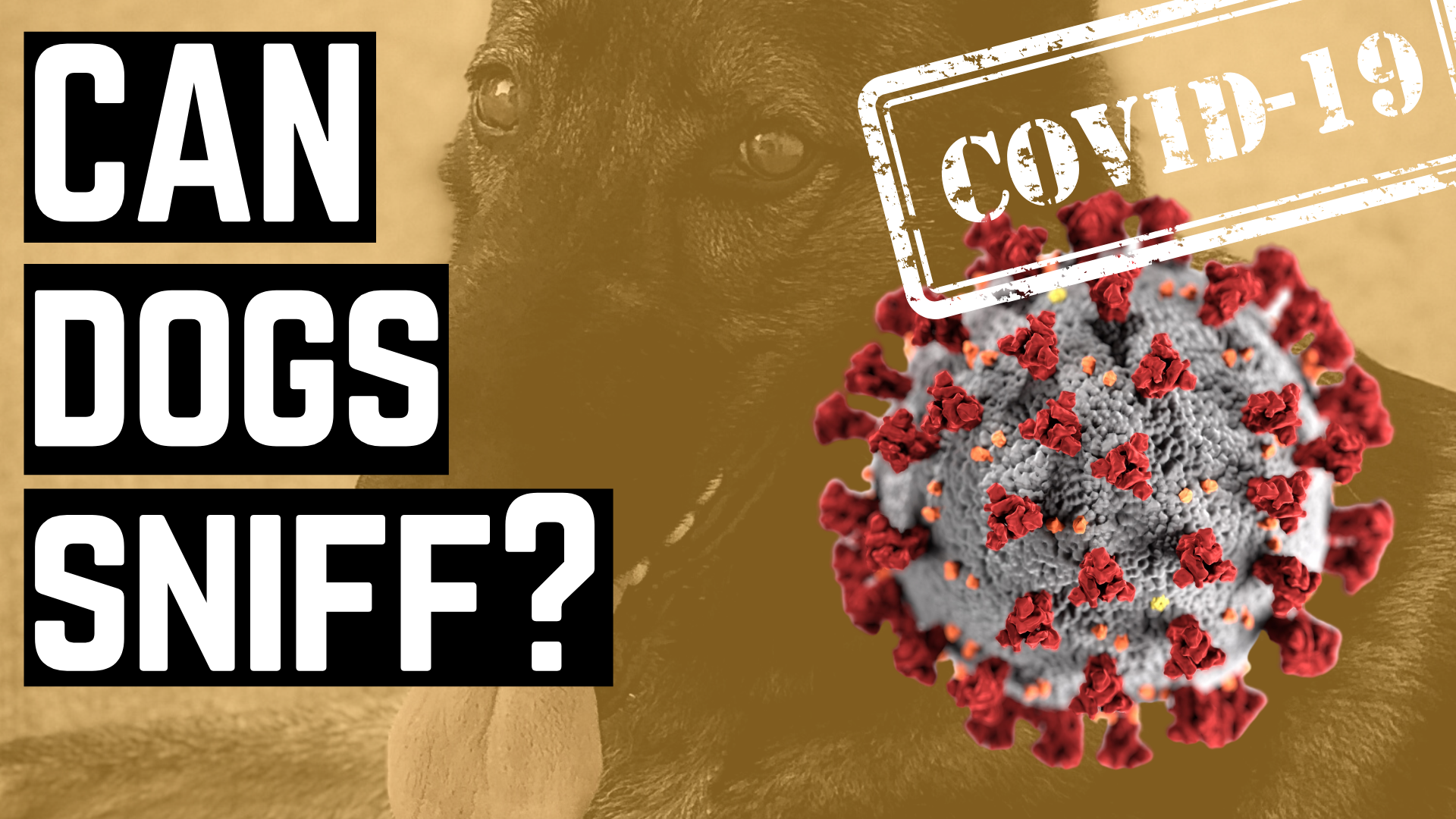 Can Dogs Really Sniff Out COVID-19 Now?