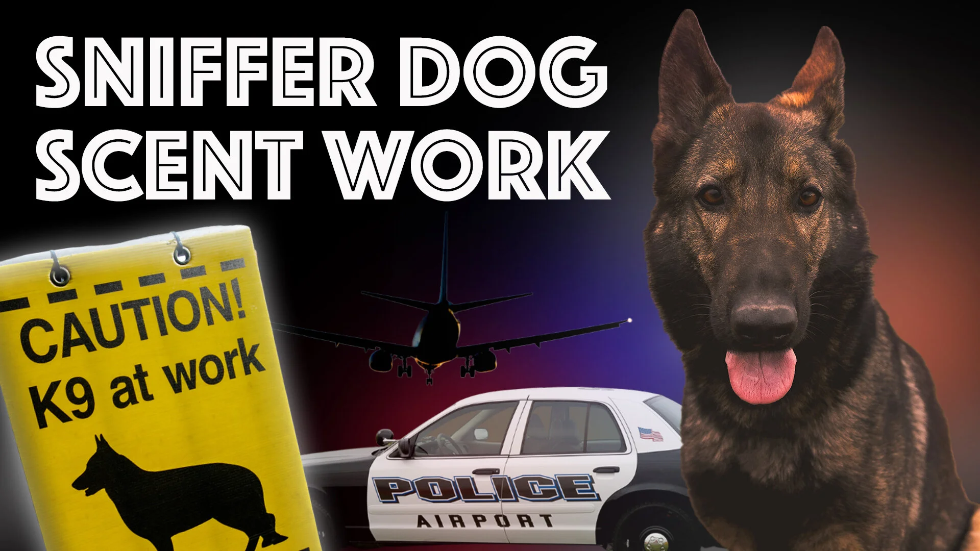 Explosive Detection K9: What Can Novice Handler’s Learn?