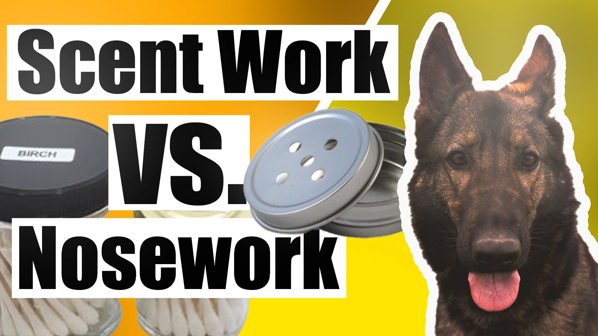 AKC Scent Work VS. K9 NACSW Nose Work (Dog Sports) 