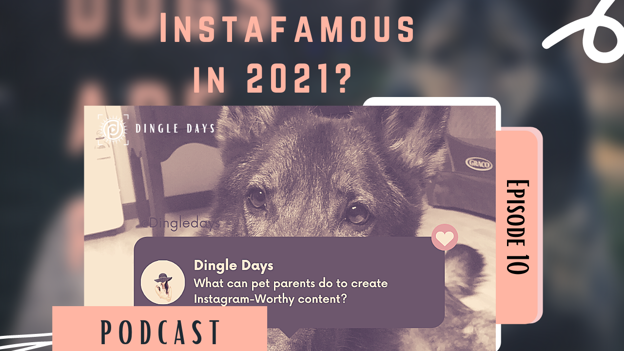 Instafamous Dog Account in 2021? Pro Tips to Make Instagram-Worthy Content| #DingleDaysPodcast 010