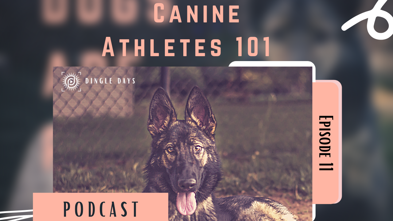 Canine Athletes 101: How to Get Started with Dog Sports | #DingleDaysPodcast 011