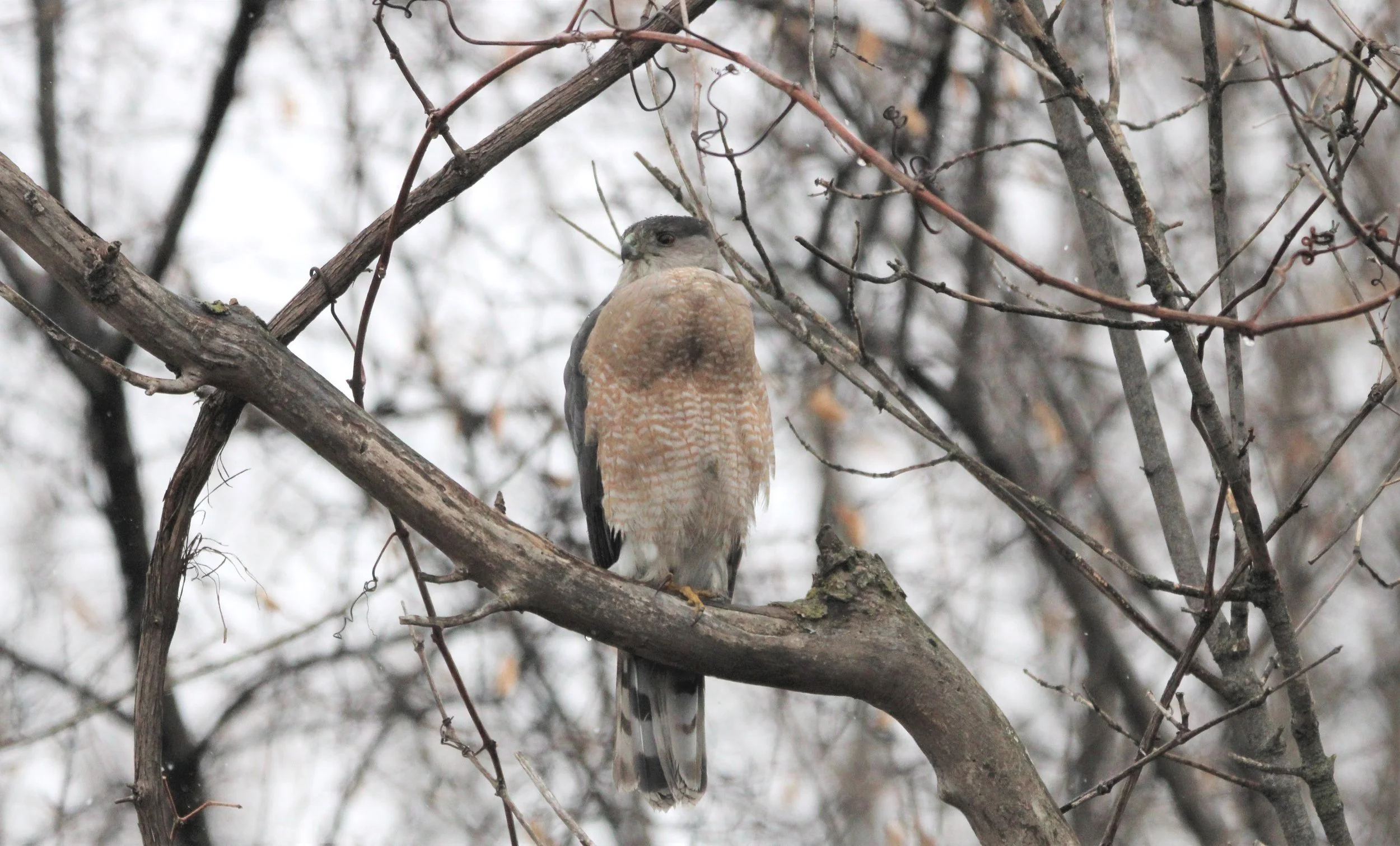 Late Season Birding in Neenah & Menasha