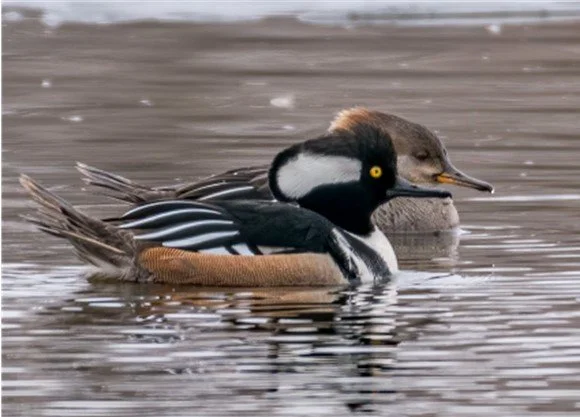 March Waterfowl Madness