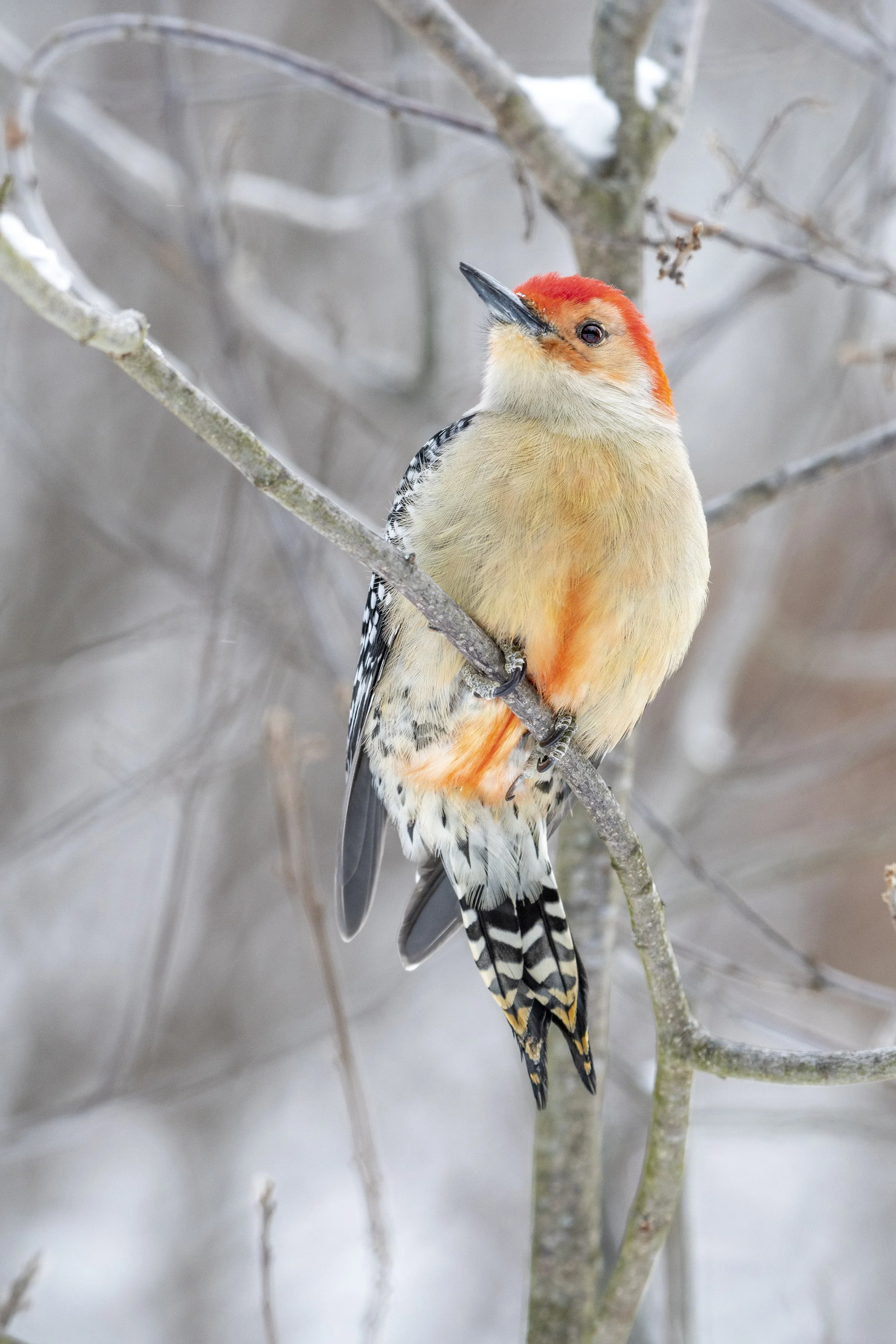 WINTER BIRDING: Great Backyard Bird Count at Kimberly Point &amp; Wilderness Park