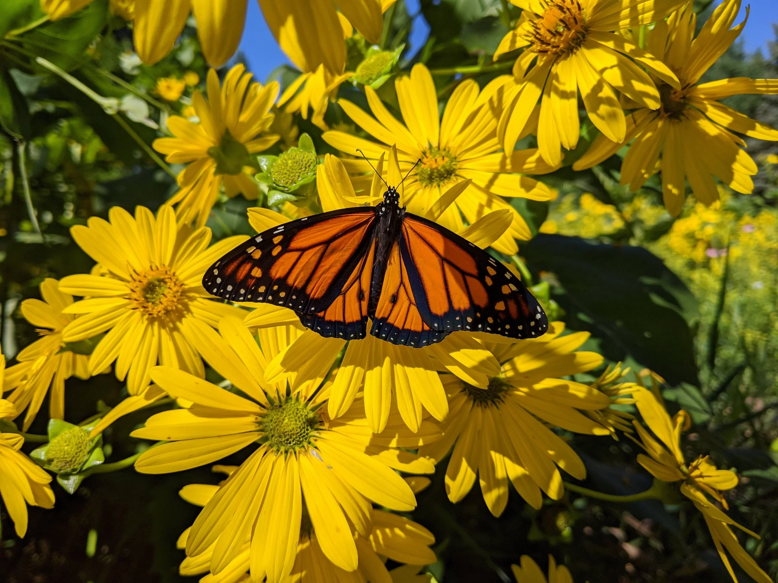 Catch, Tag, & Release Migrating Monarchs