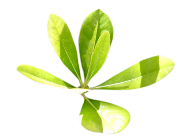 Leaves_02.png