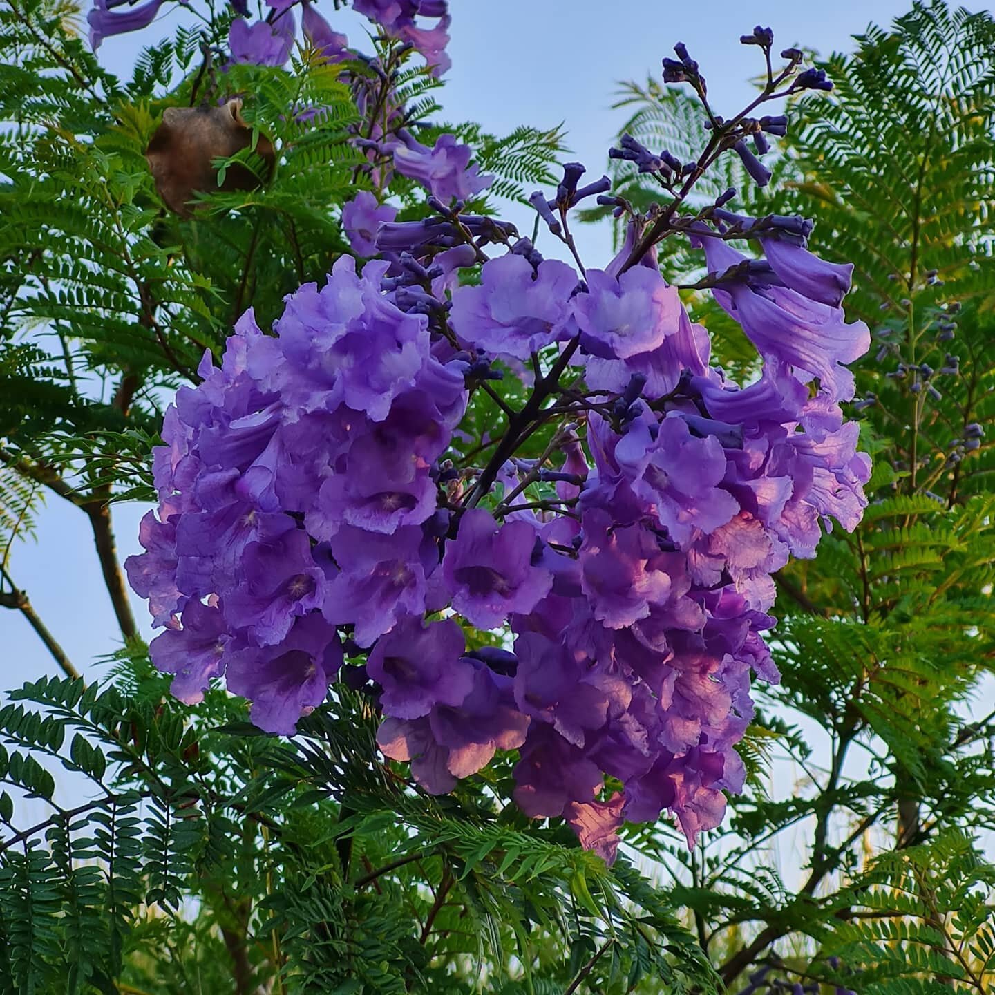 'Peri' nice! 💜 

I don't know about you, but I was particularly impressed with the Jacaranda season in Perth this year. 🌳 

It's hard to believe that nature produces colours like this and it's pretty special that the new Pantone colour for 2022 is 