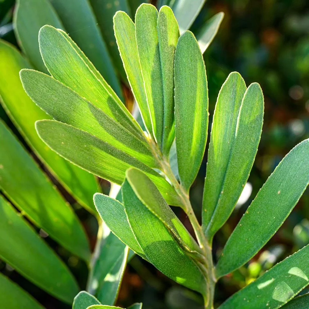 Monday motivation. 🌱 

'We are very pleased with our design. It is filled with nature and garden, had a balanced form that felt &ldquo;right&rdquo;, and it felt like each space would draw you in. Our original front approach, walled entry, and back a