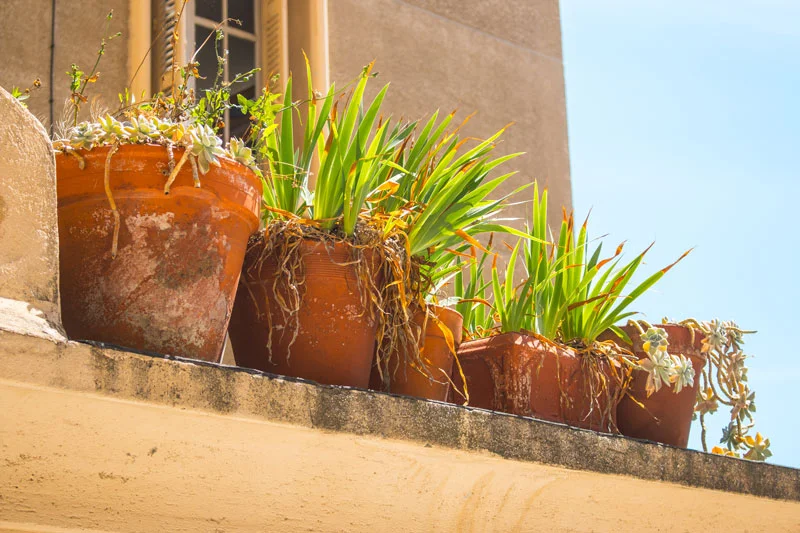 plants in Marseille France