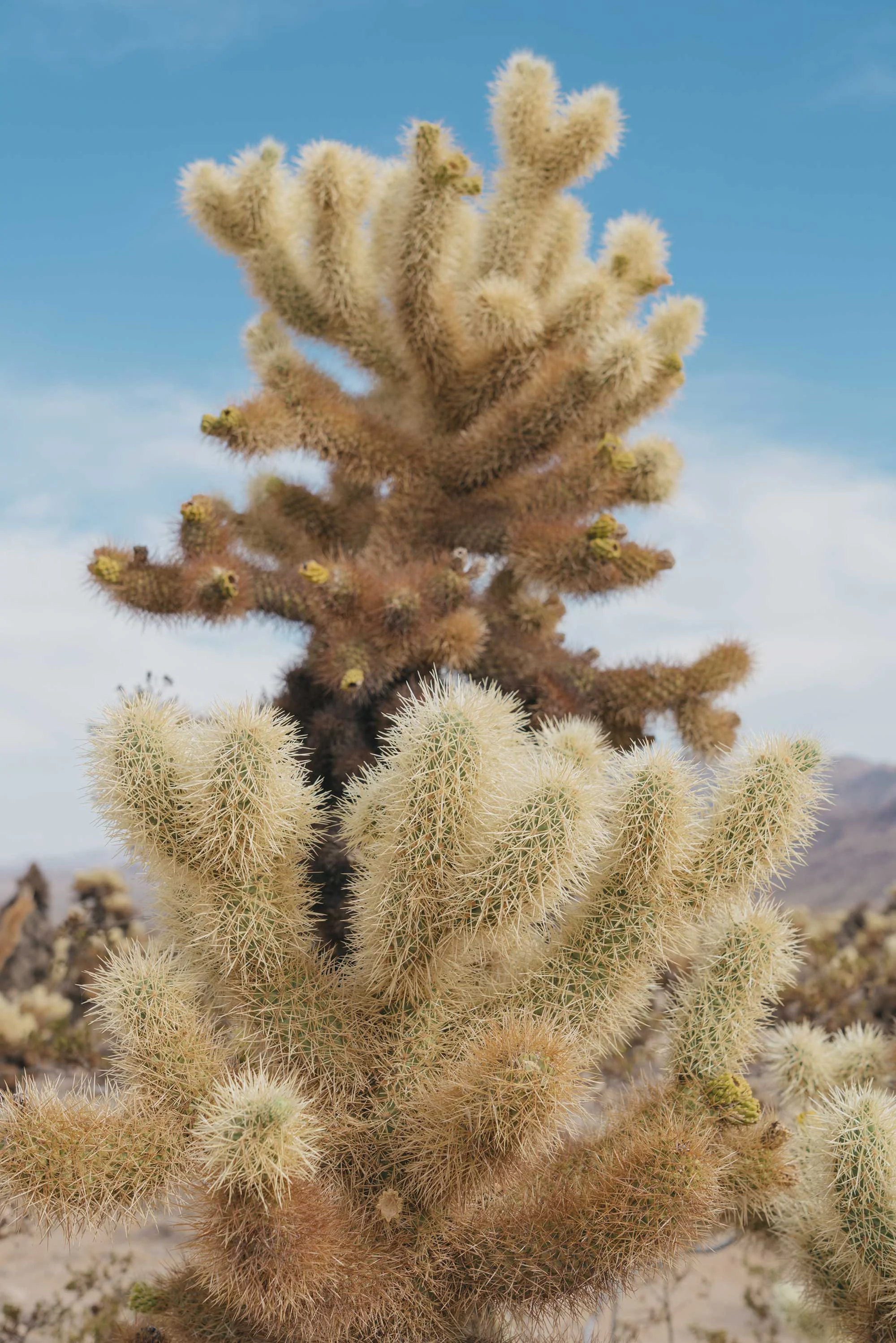 cactus-2.jpg