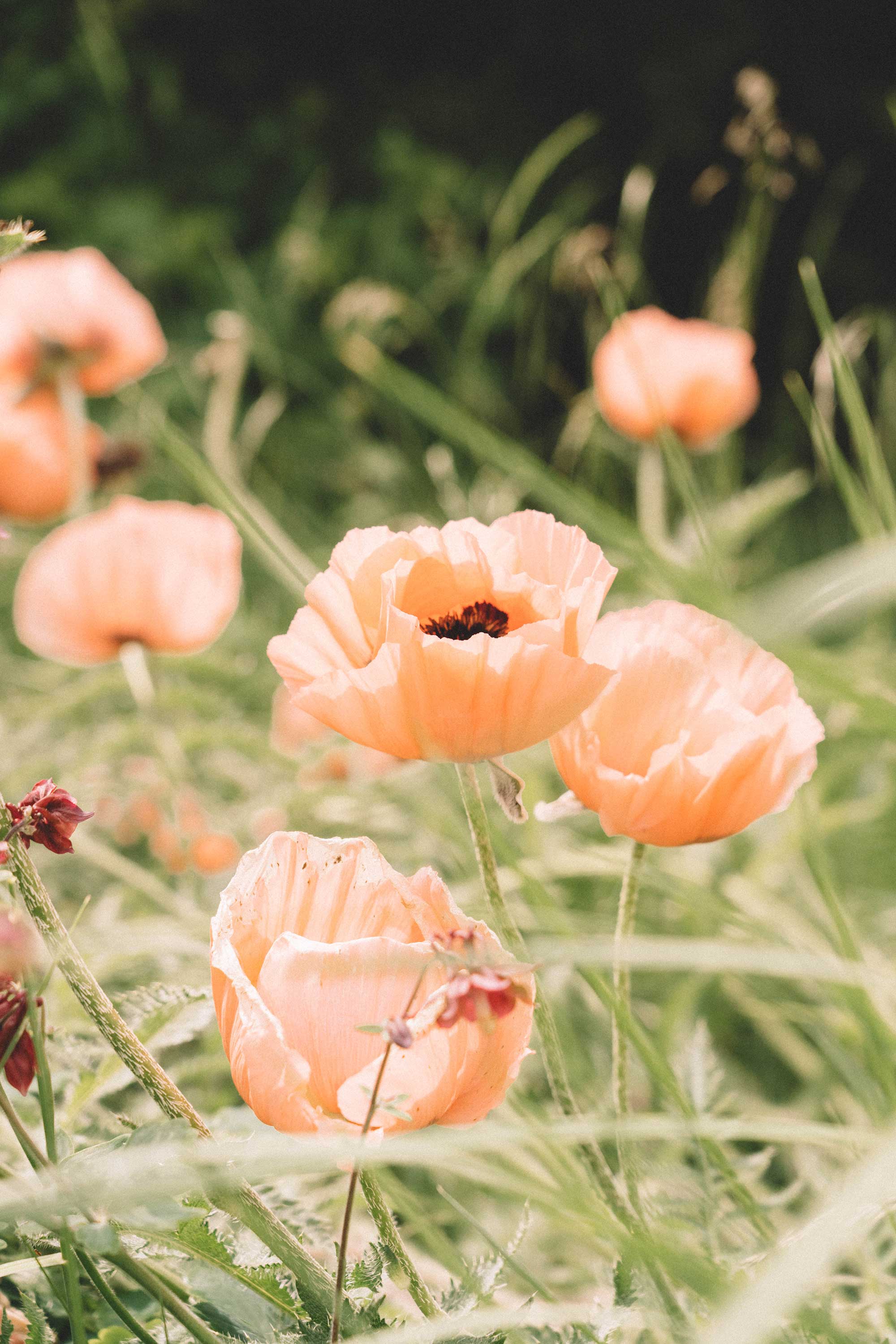 spring poppies wild flowers2.jpg