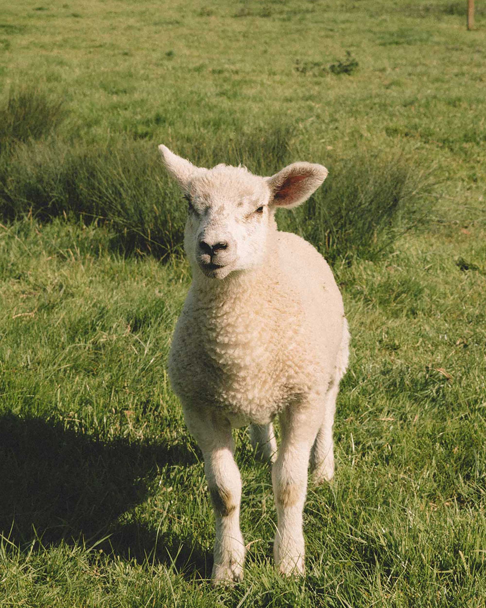 english countryside during spring4.jpg