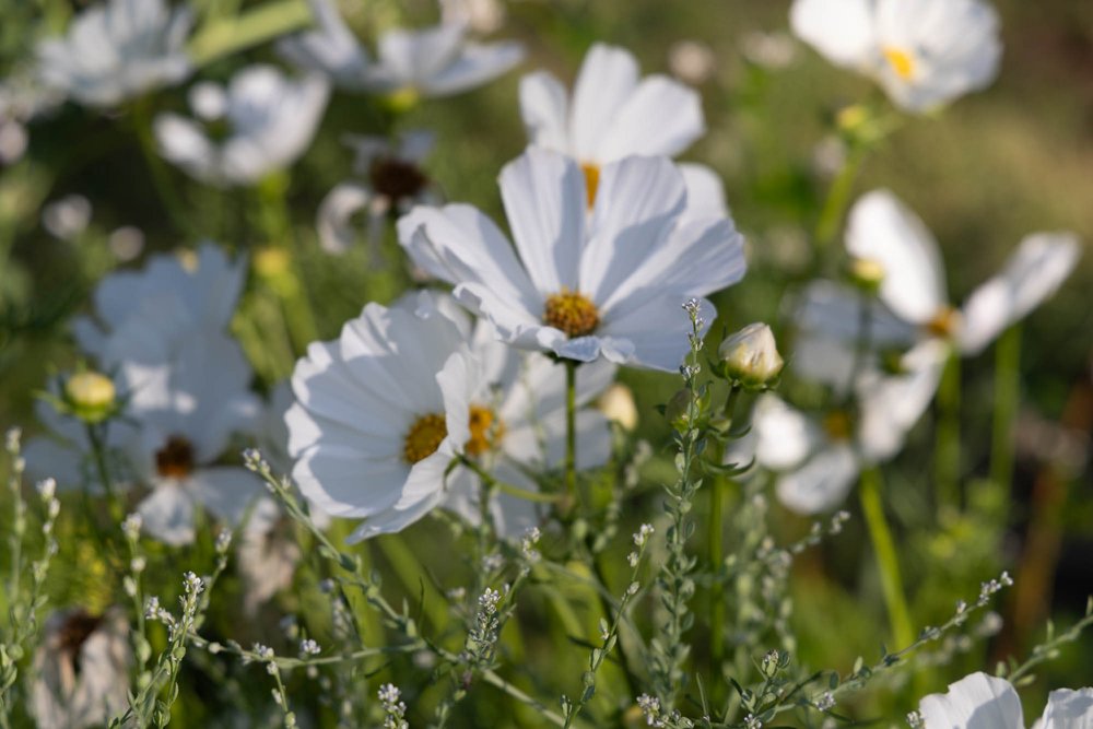 Best Large White Cosmos Seeds grows large pure white cosmos for easy cut flower garden seed11.jpg