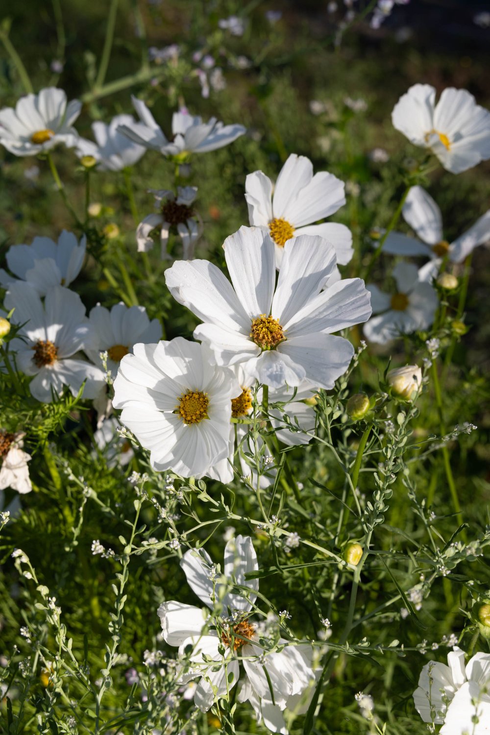 Best Large White Cosmos Seeds grows large pure white cosmos for easy cut flower garden seed12.jpg
