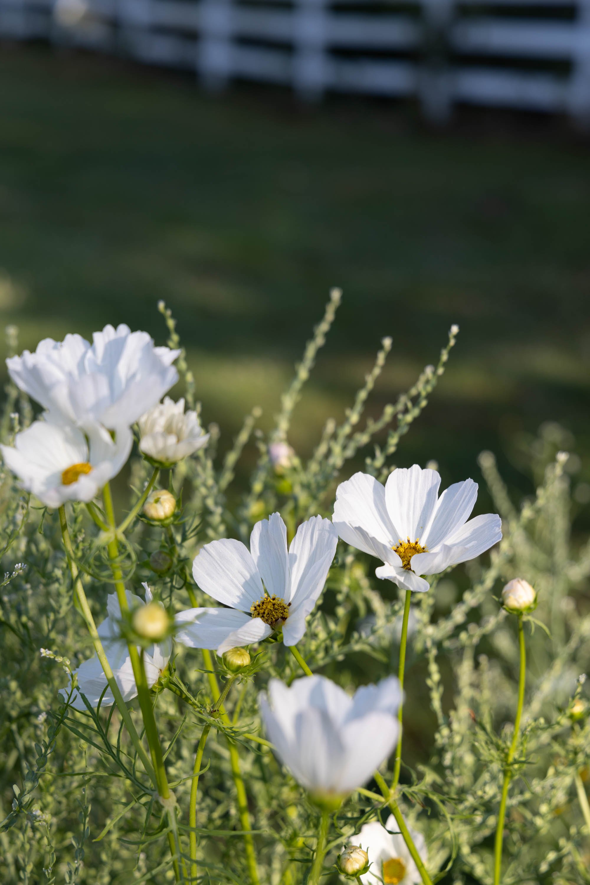 Best Large White Cosmos Seeds grows large pure white cosmos for easy cut flower garden seed13.jpg