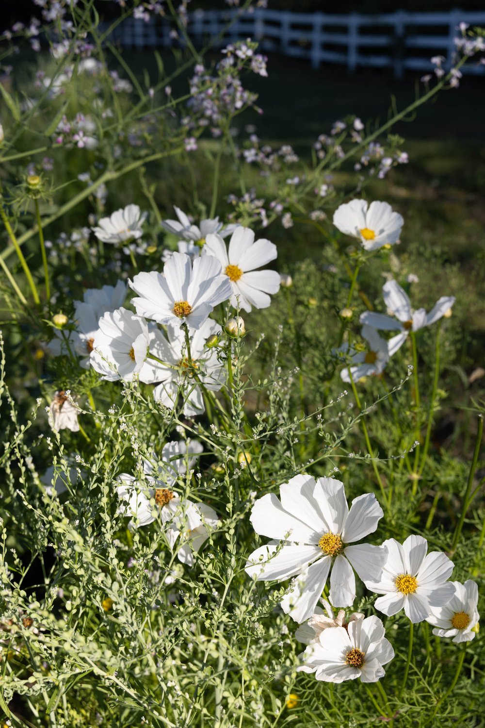 Best Large White Cosmos Seeds grows large pure white cosmos for easy cut flower garden seed14.jpg