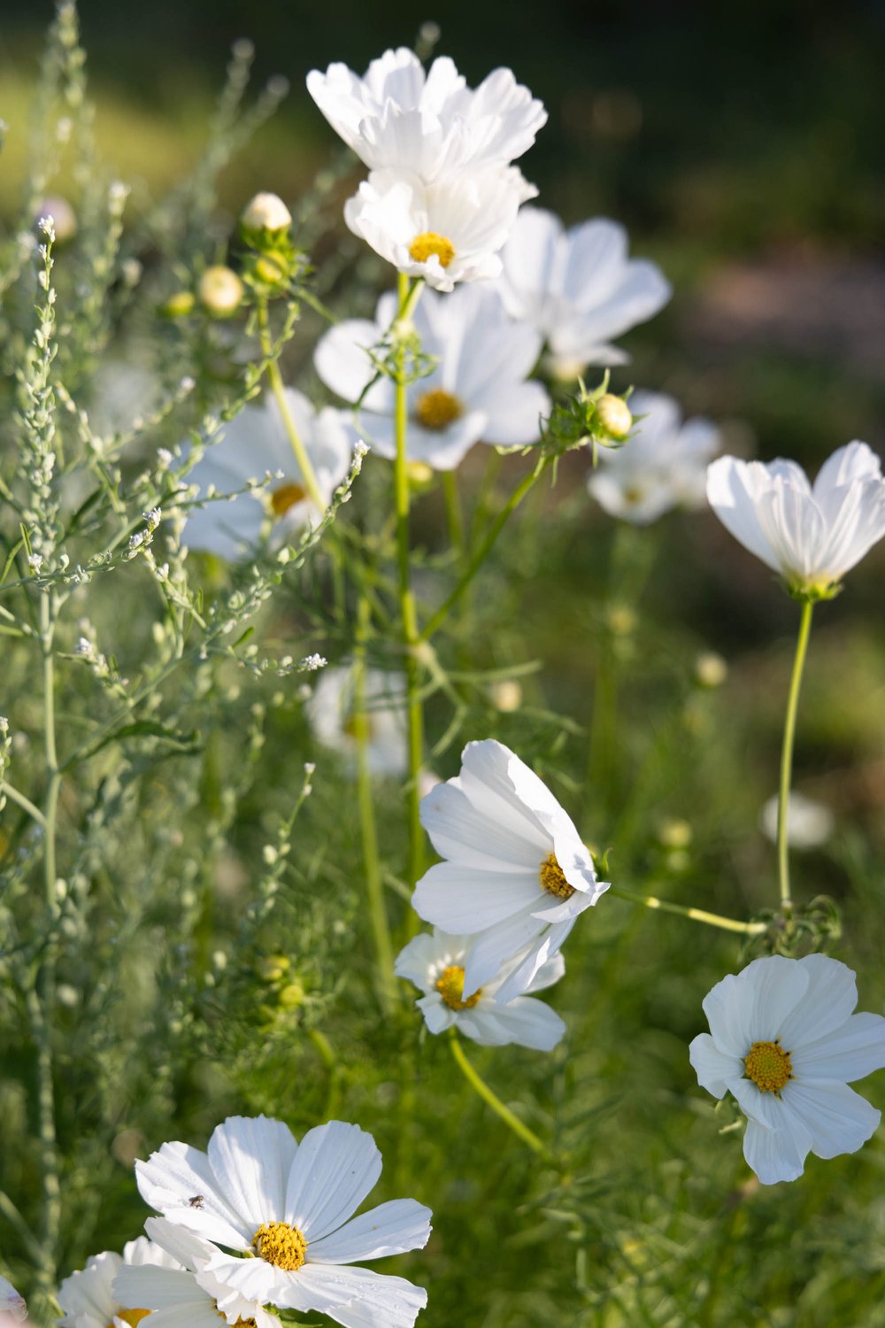 Best Large White Cosmos Seeds grows large pure white cosmos for easy cut flower garden seed16.jpg