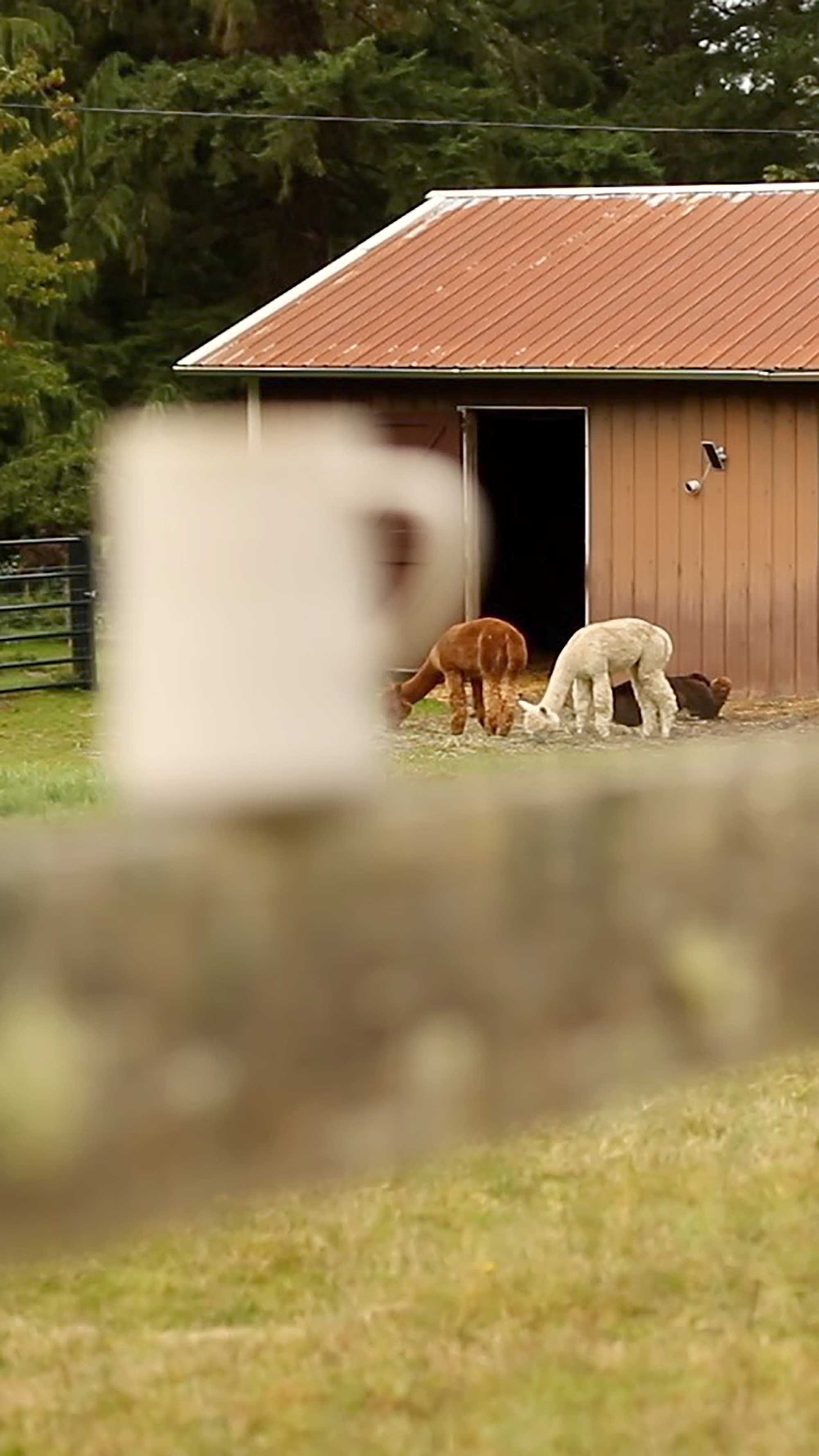 3-Alpacas.jpg