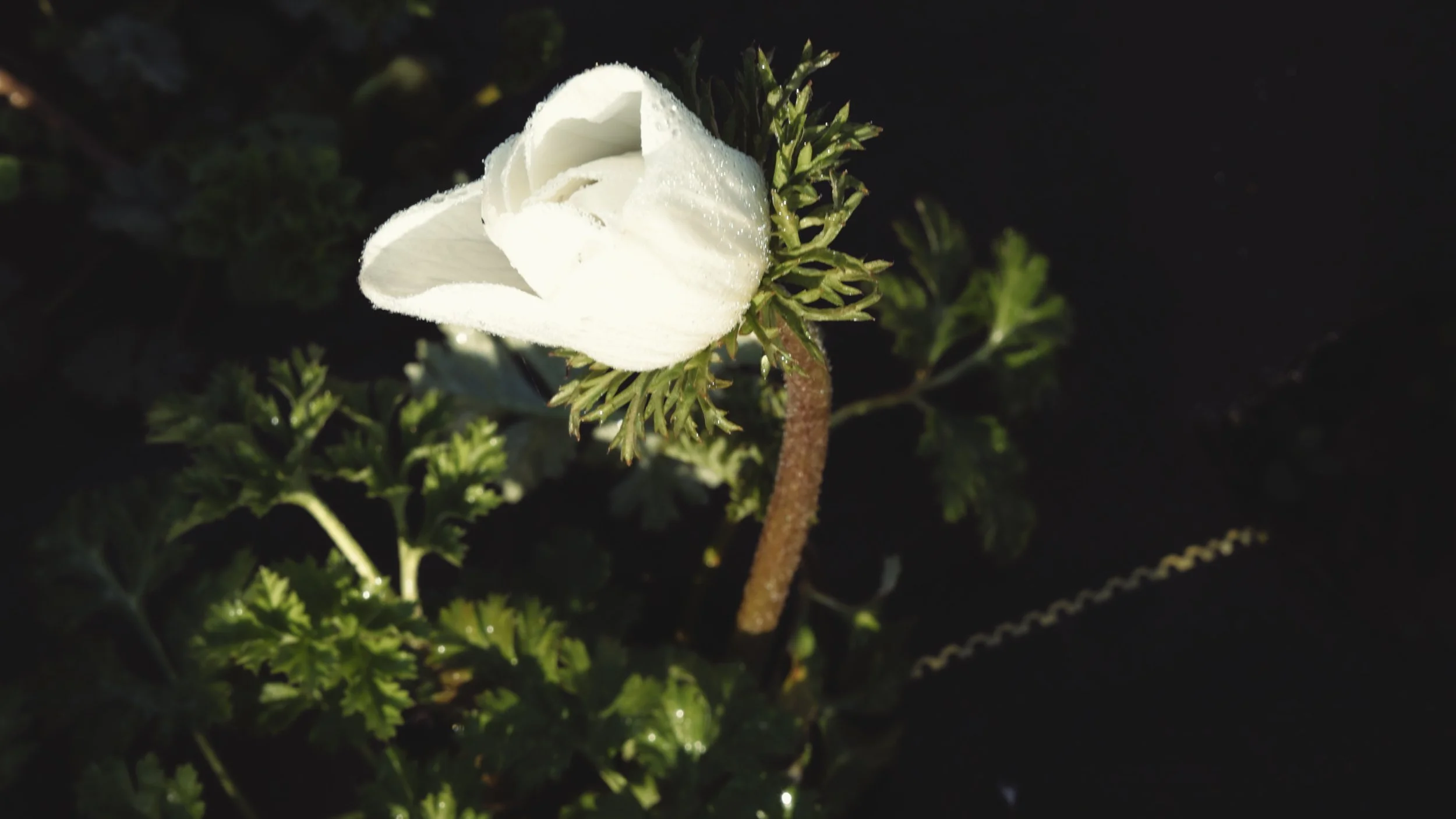 Close-up of a white anemone bloom in winter light.