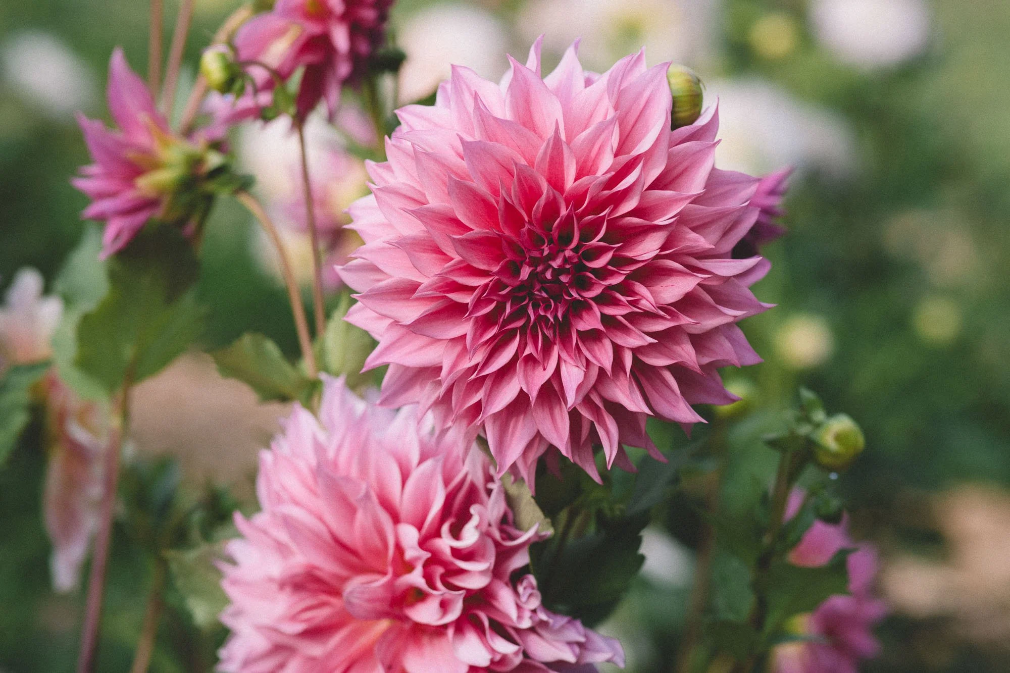 Dahlias redmond washington white brick flower farm1.jpg