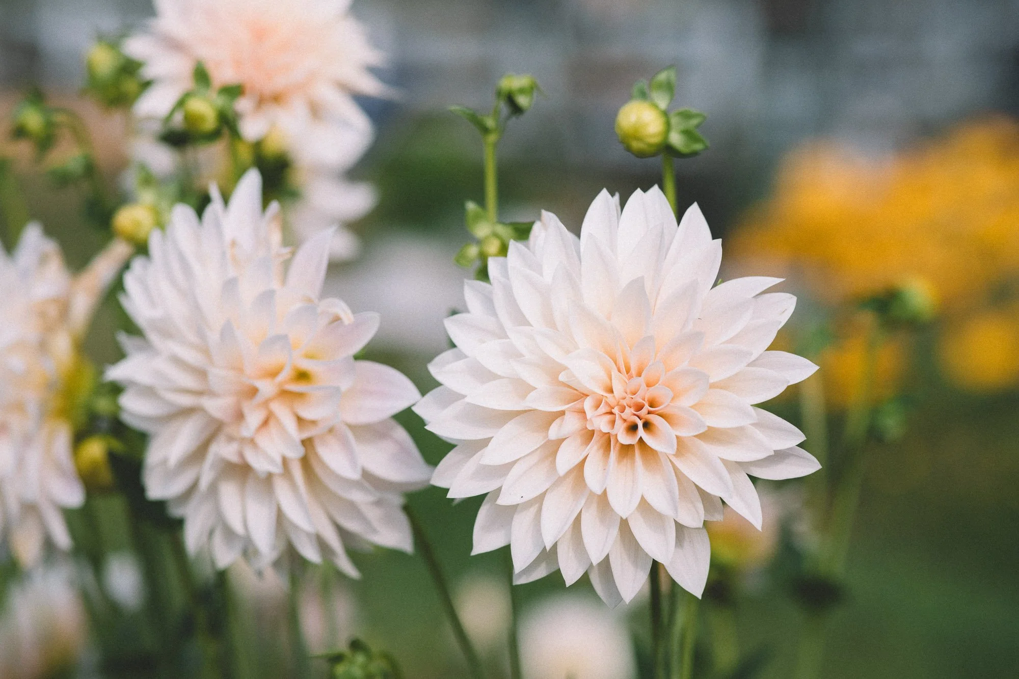 Dahlias redmond washington white brick flower farm3.jpg