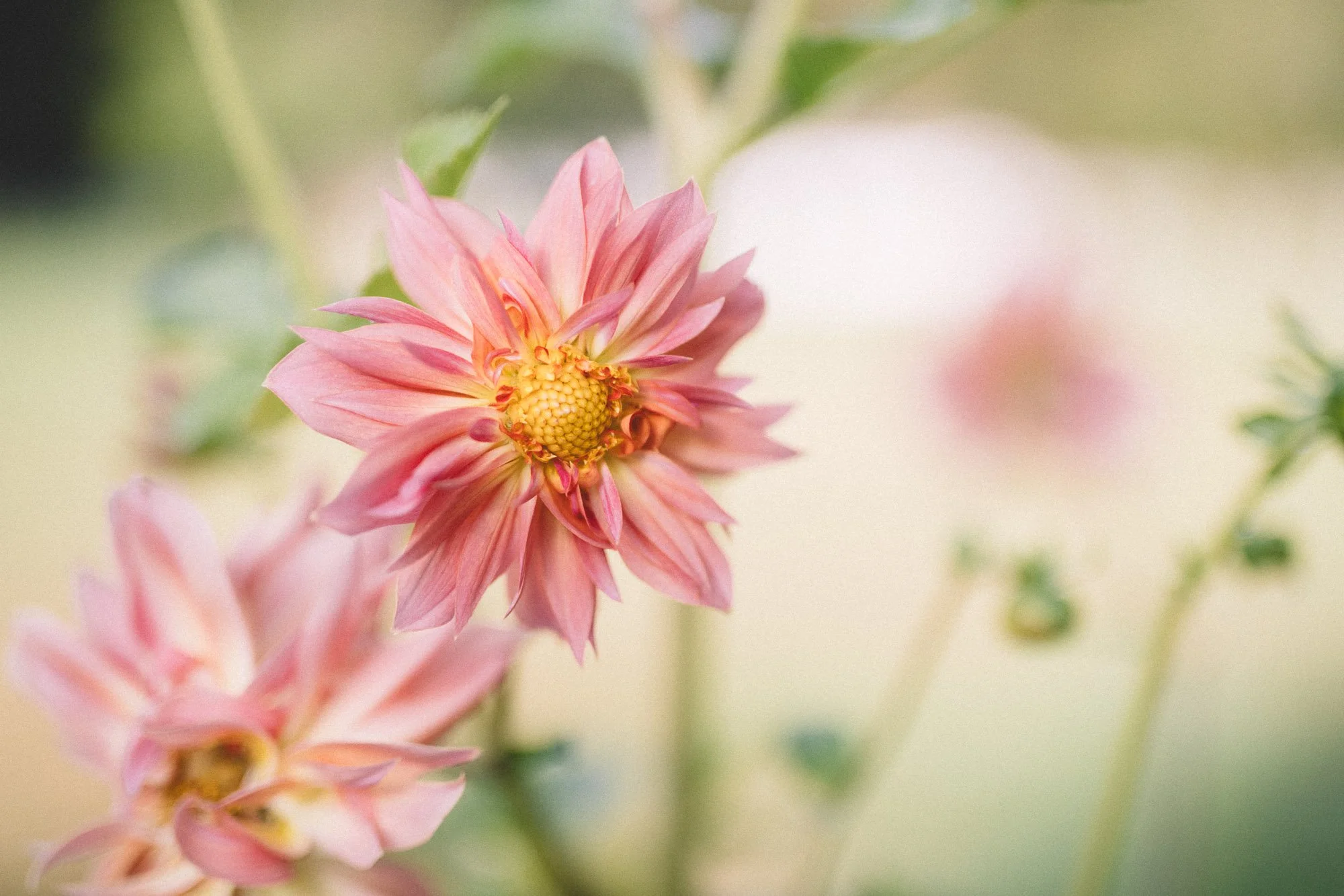 Dahlias redmond washington white brick flower farm18.jpg