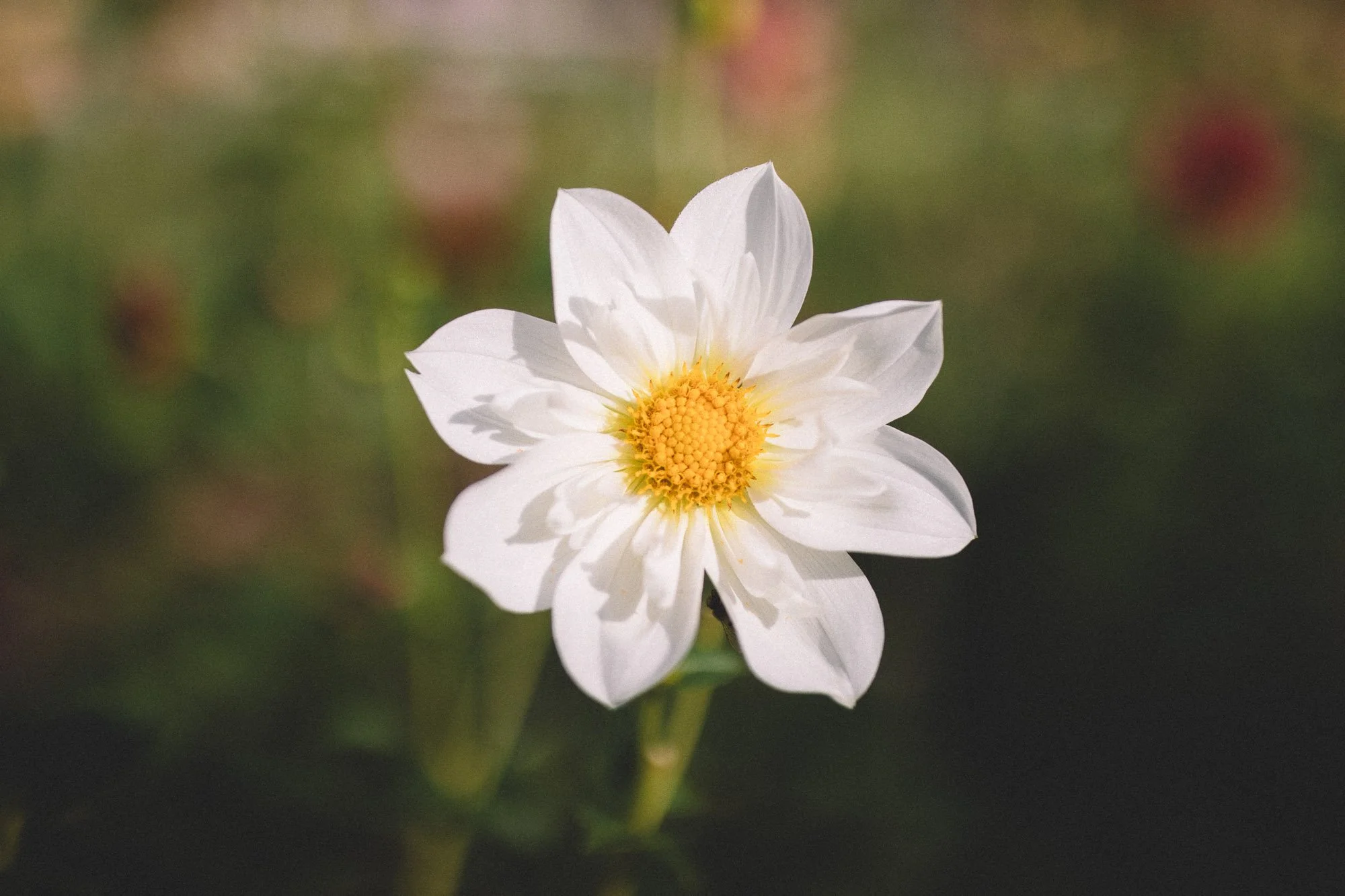 Dahlias redmond washington white brick flower farm22.jpg