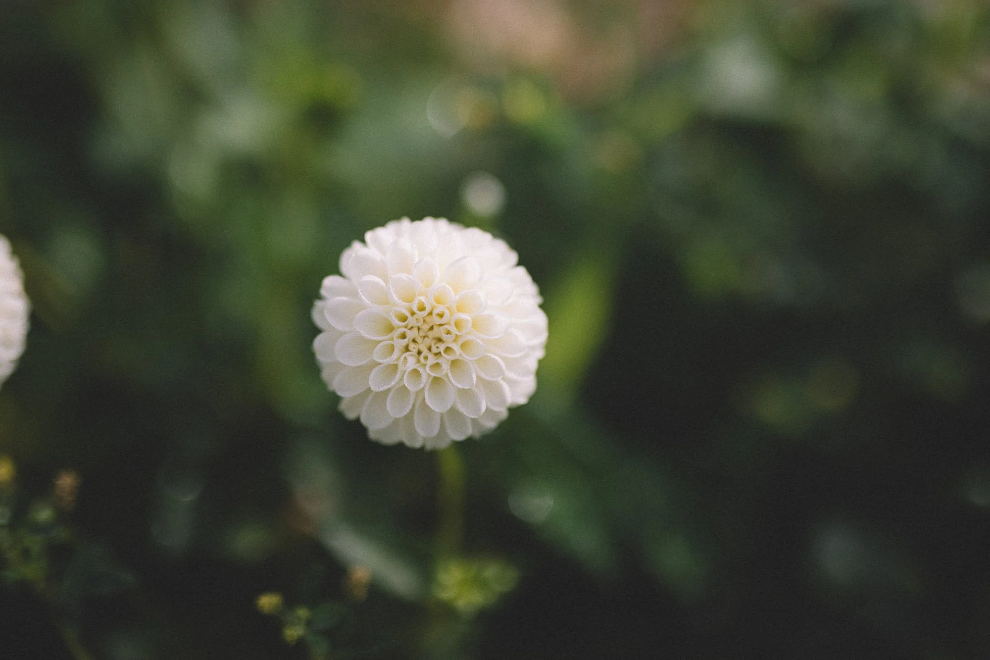 Dahlias redmond washington white brick flower farm30.jpg