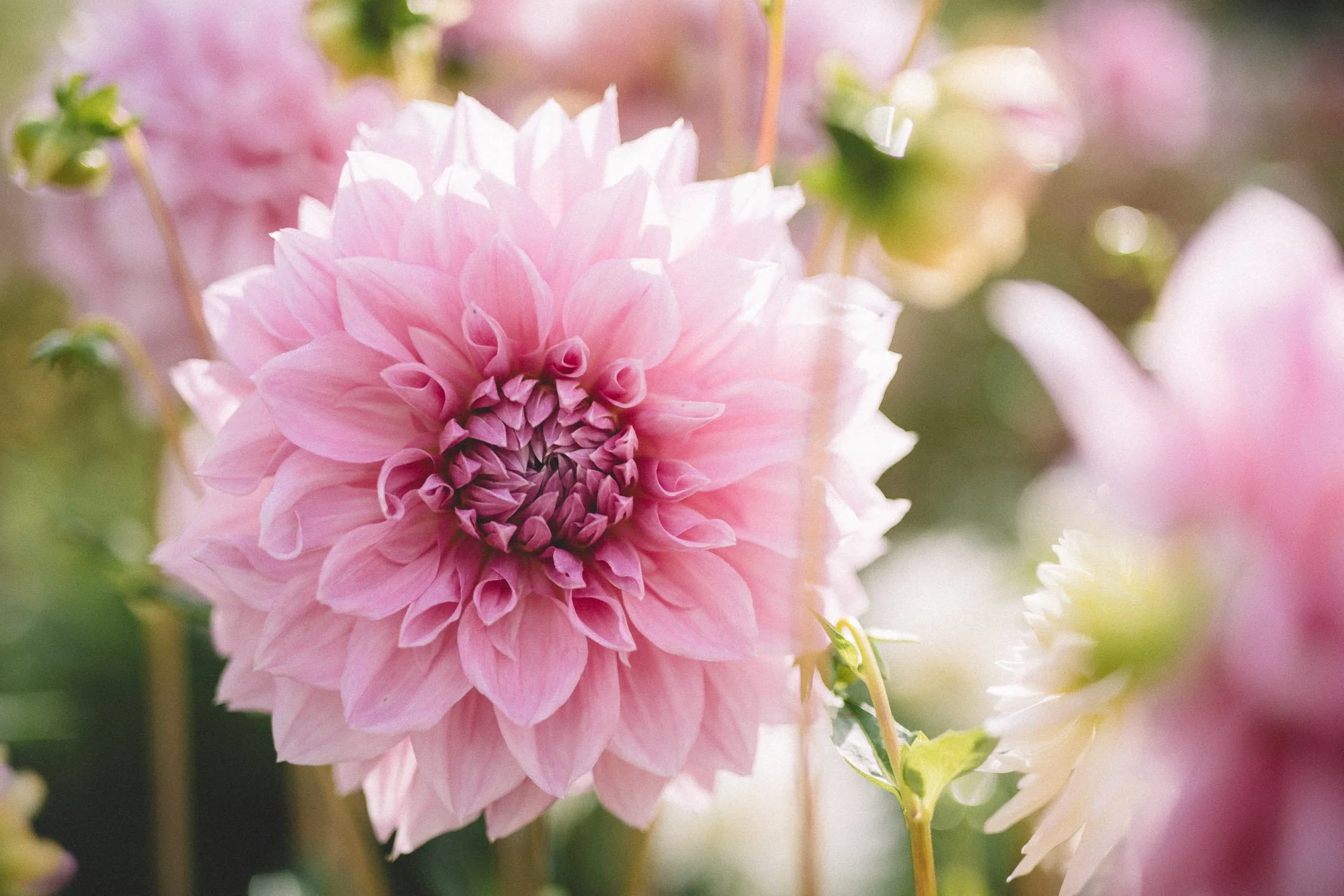 Dahlias redmond washington white brick flower farm33.jpg