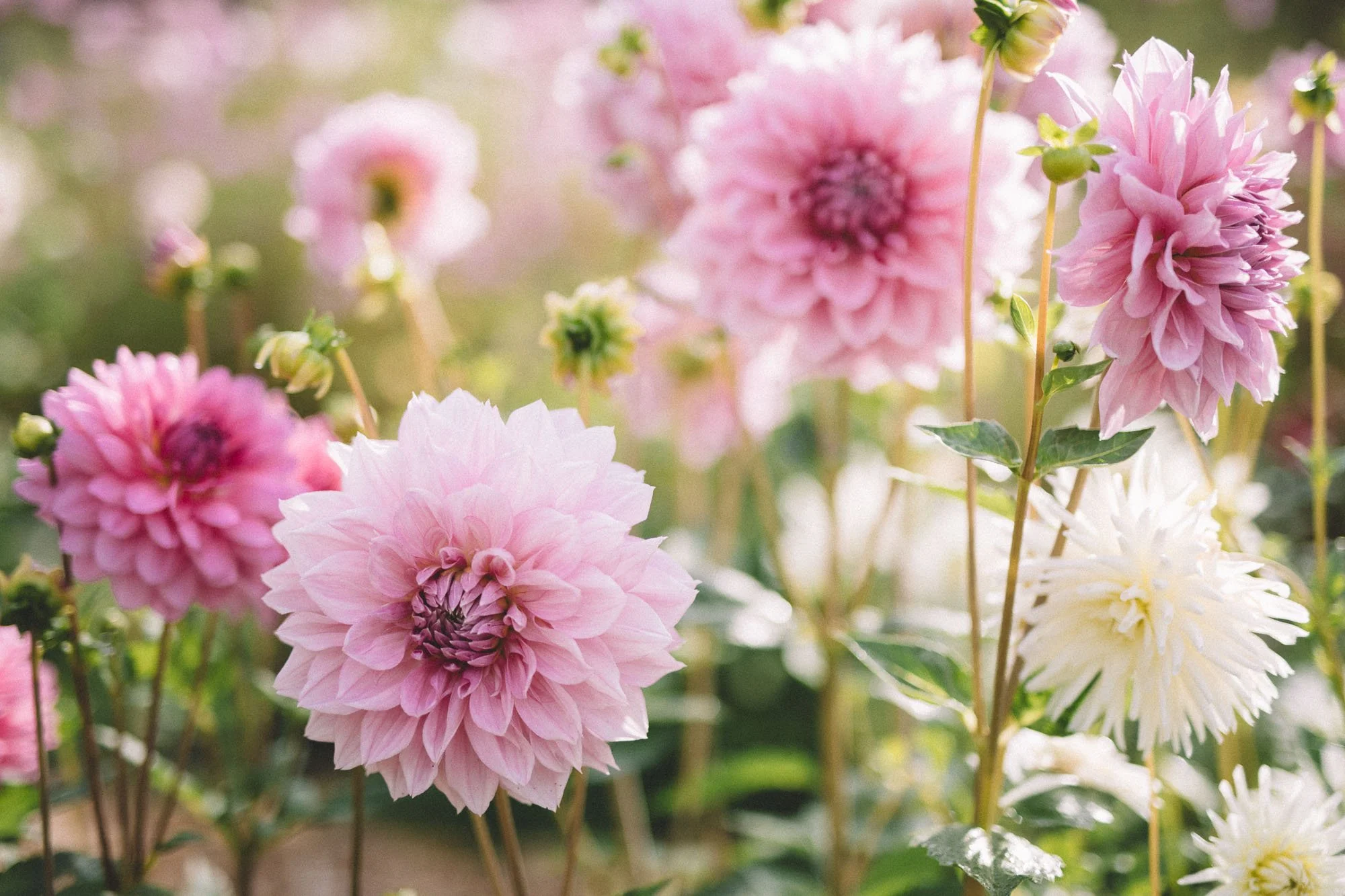 Dahlias redmond washington white brick flower farm35.jpg