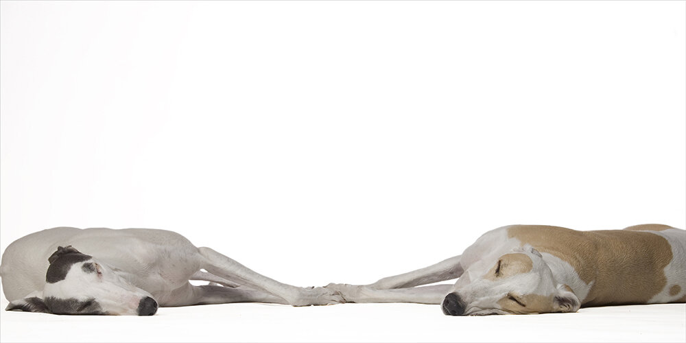 Grace and Stretch.jpg