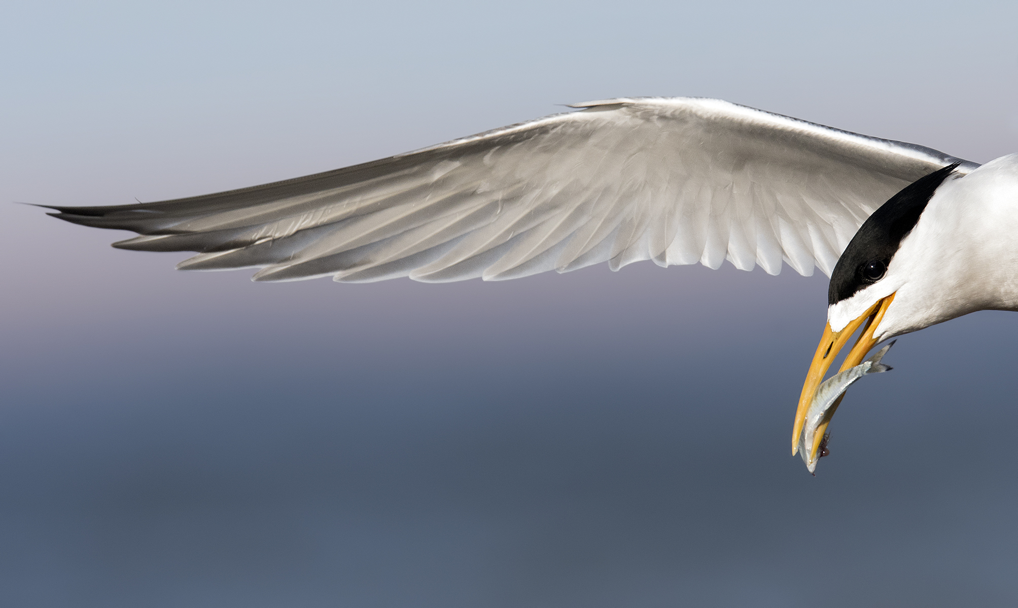 Crested-Tern-Bald-Hill-BPOTY.jpg