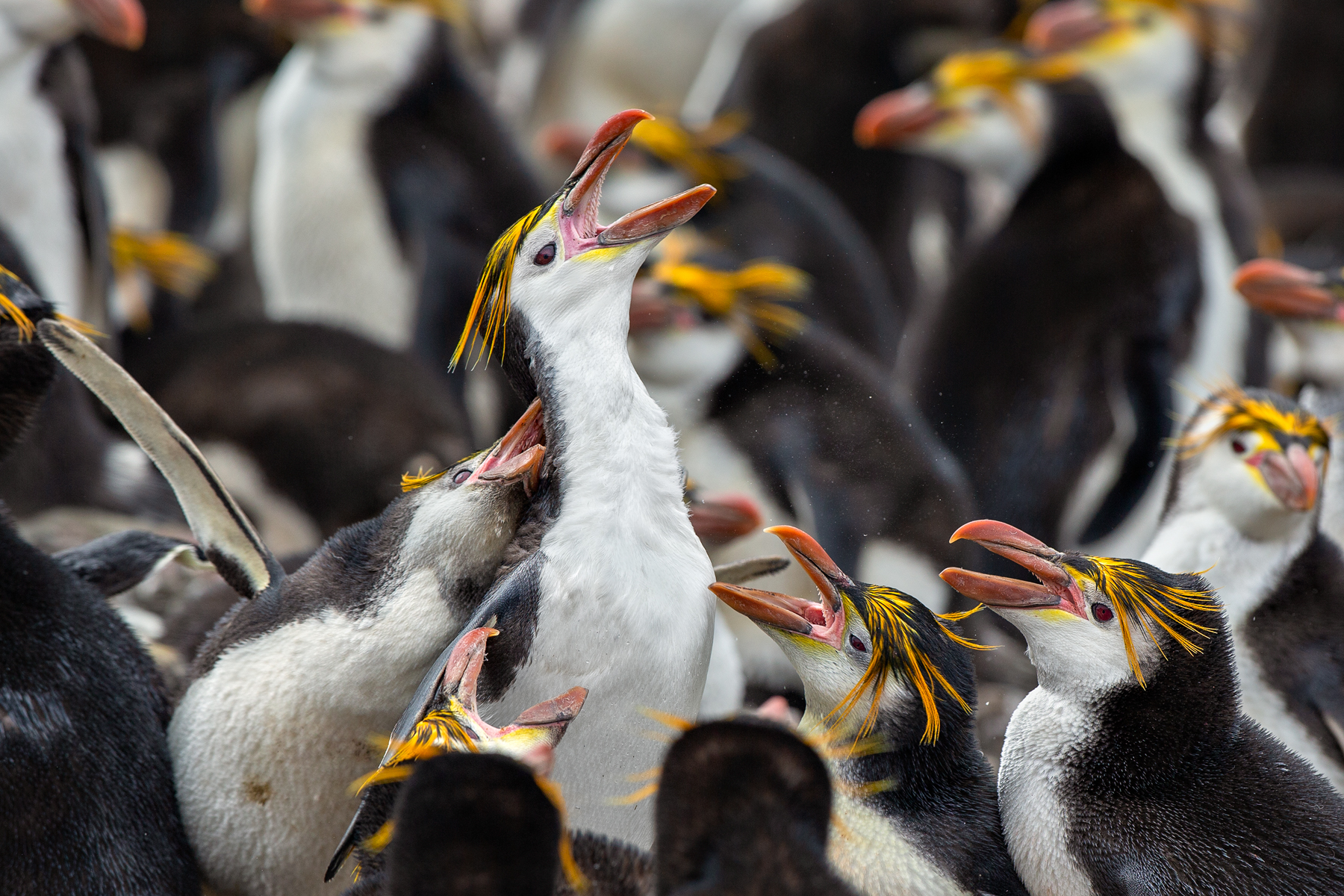 Behaviour-Royal-Penguin-MacquarieIsland-TAS-812-13-11.jpg
