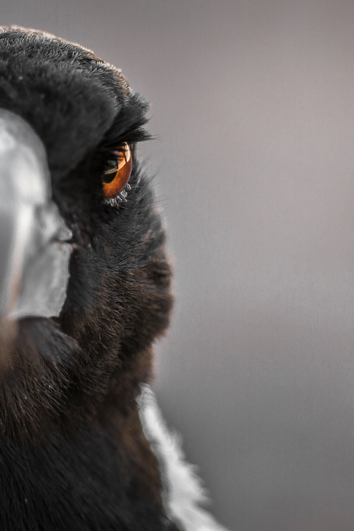 Magpie.jpg