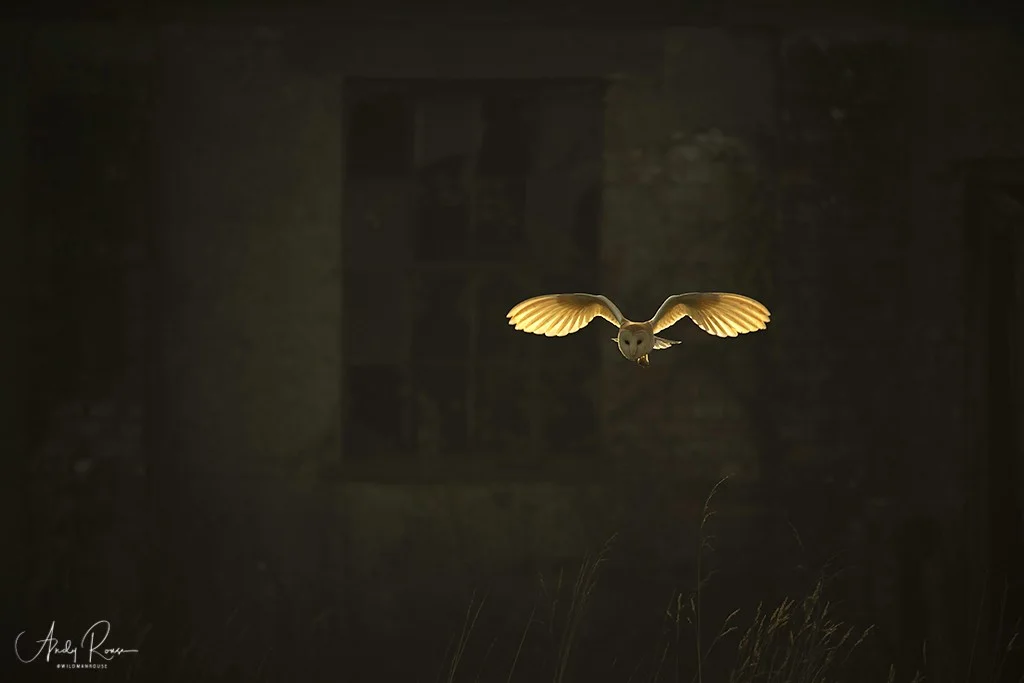 BirdLife Australia Photography Awards