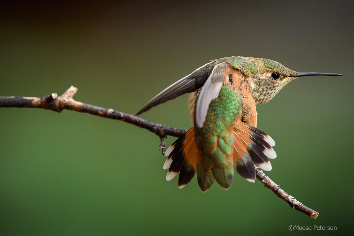 Photo: Allen’s Hummingbird by Moose Peterson