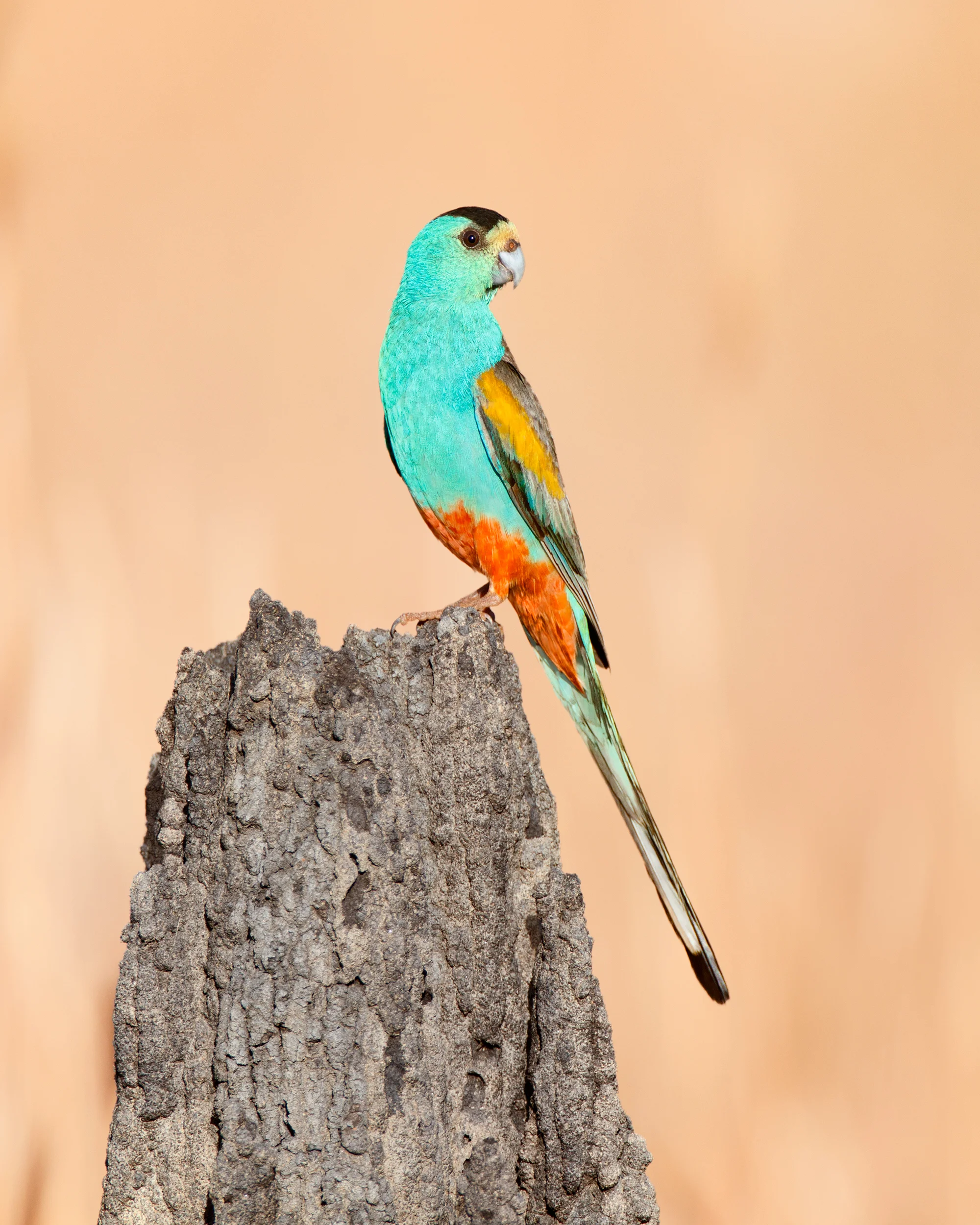 Photo: Golden-shouldered Parrot by @janwegener