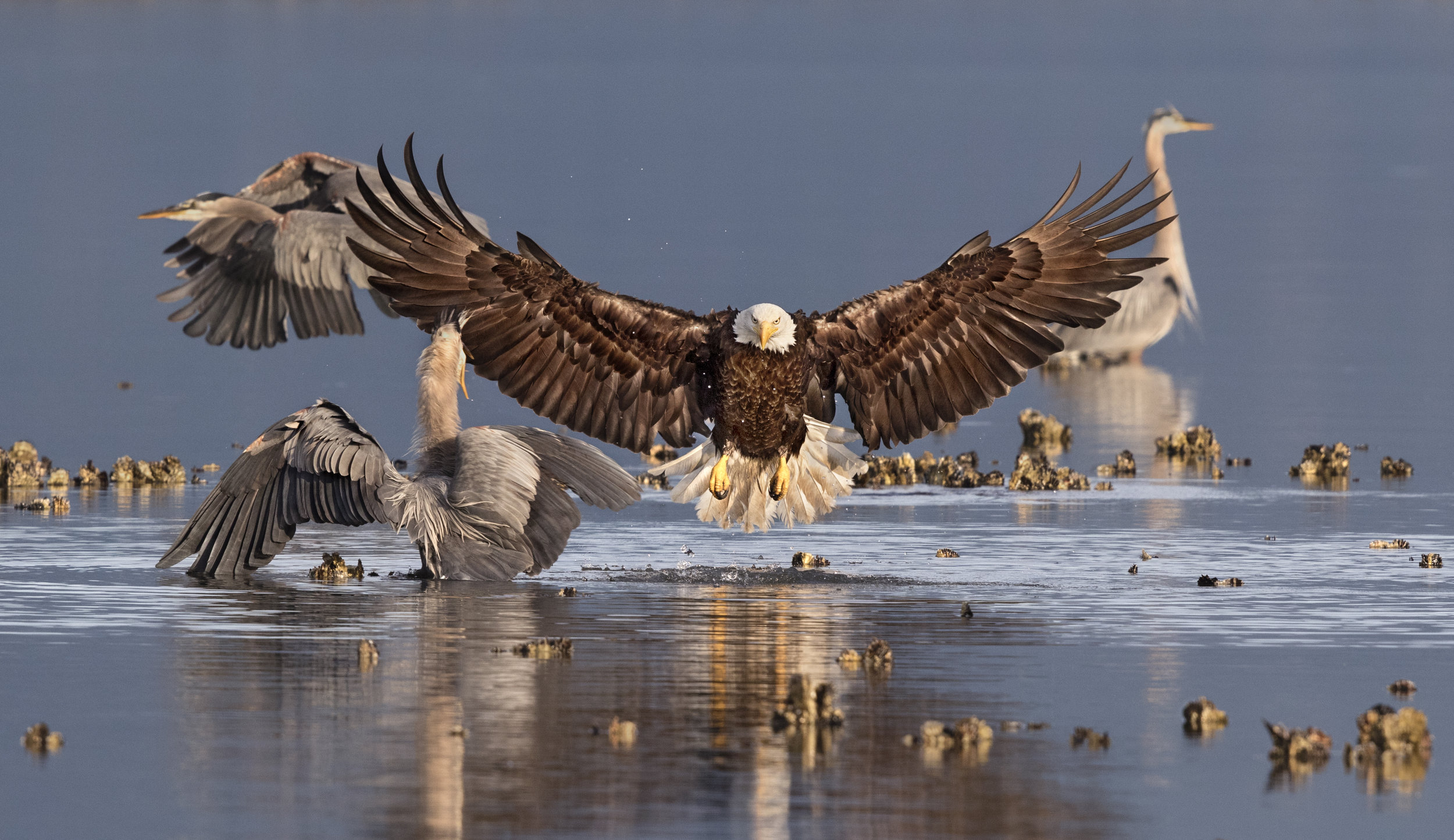 Photo: Bald Eagle and Great Blue Herons, by Bonnie Block
