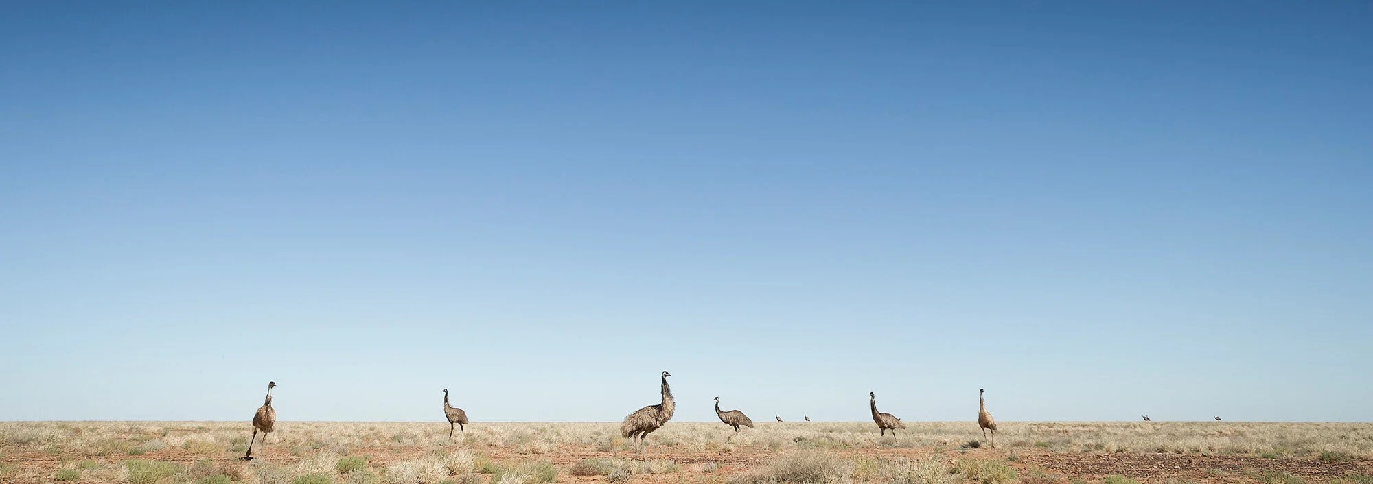 Photo: Emuscape by David Stowe