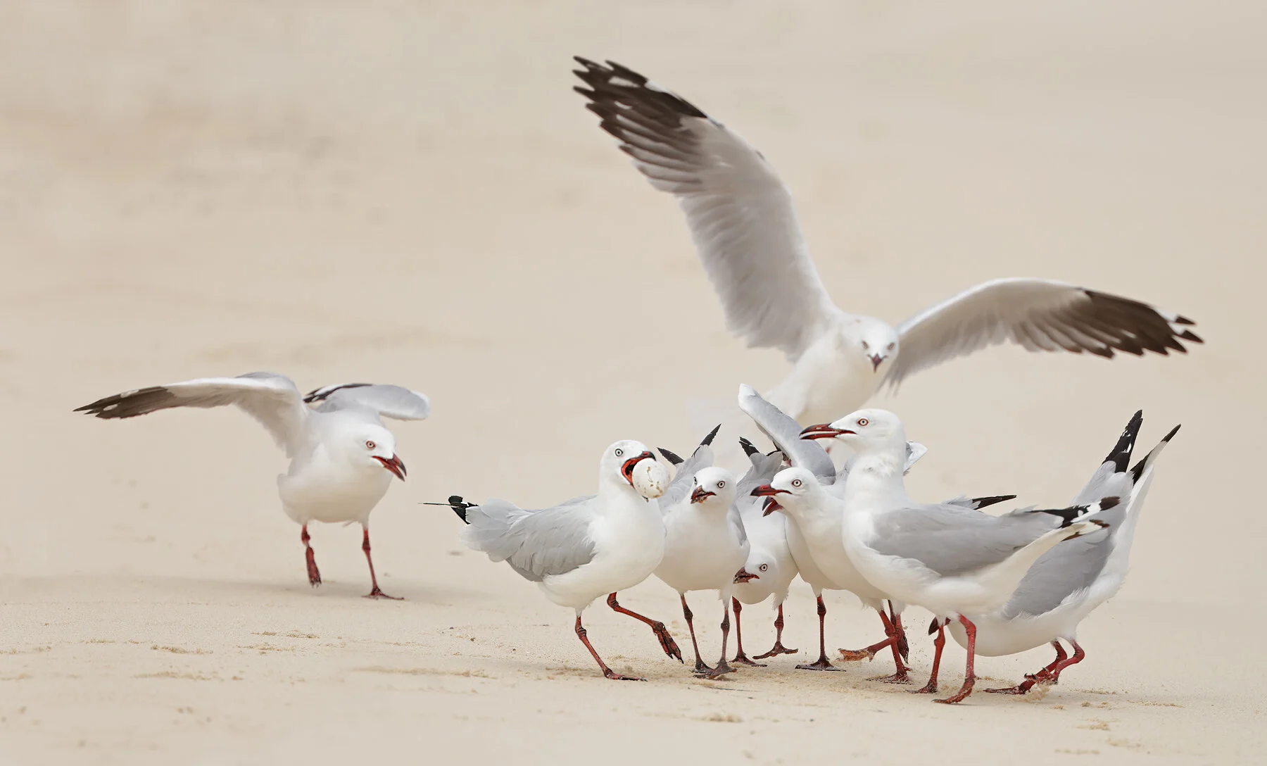 Photo: A Throng of Thieves by Ian Wilson