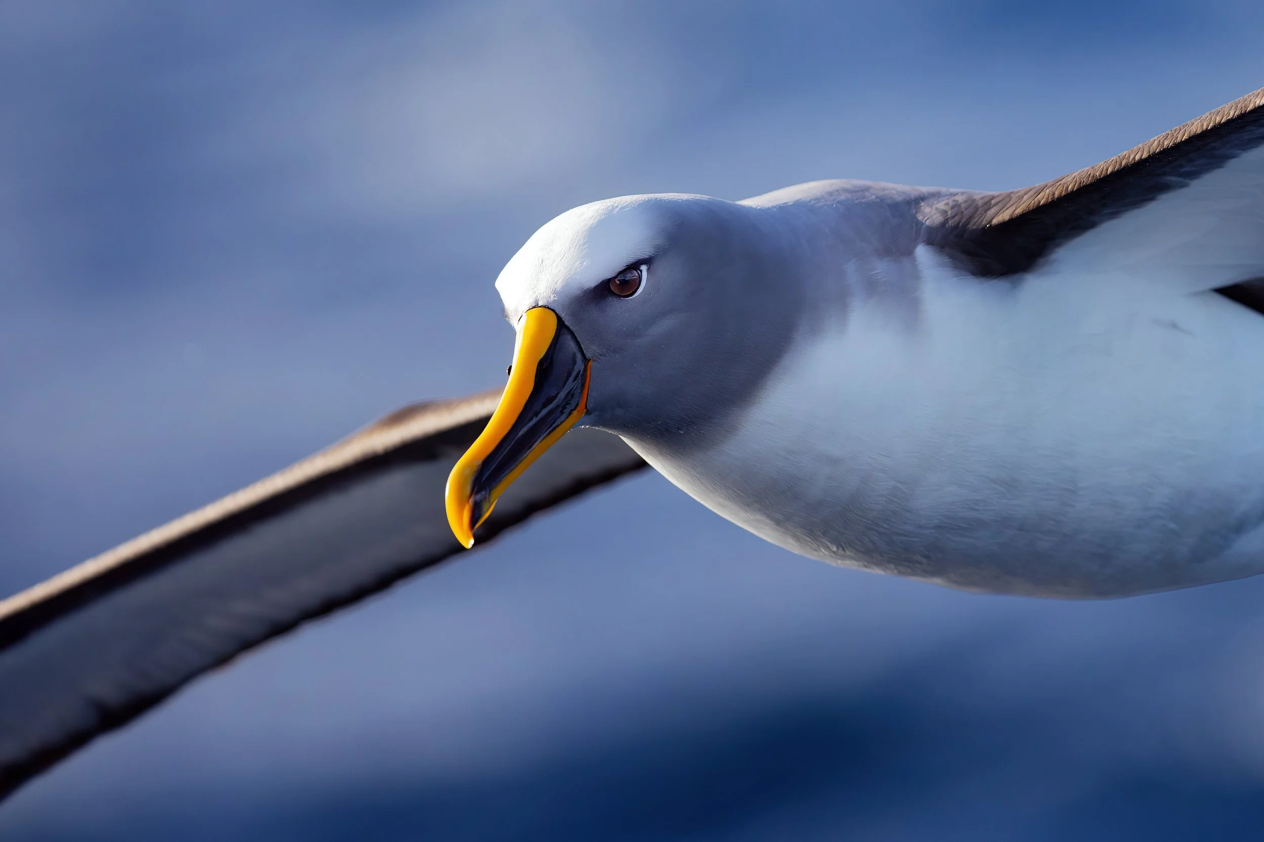 Buller's Albatross by John Harrison