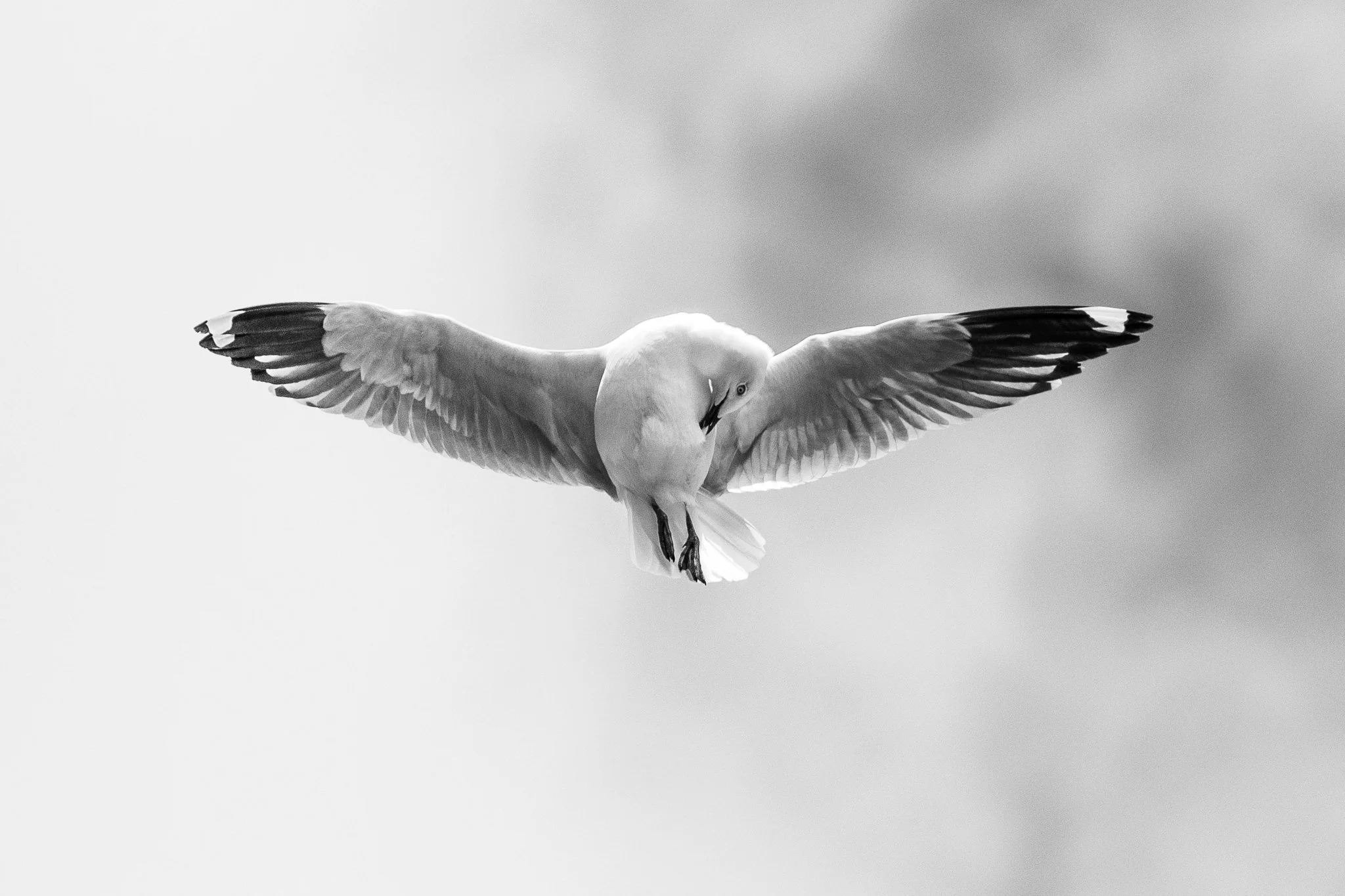 Wings spread by Tai M