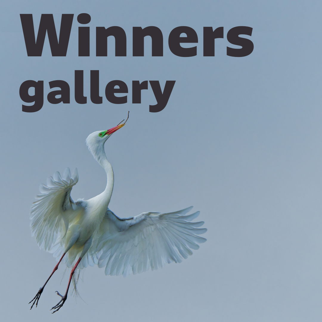 Winners gallery.png