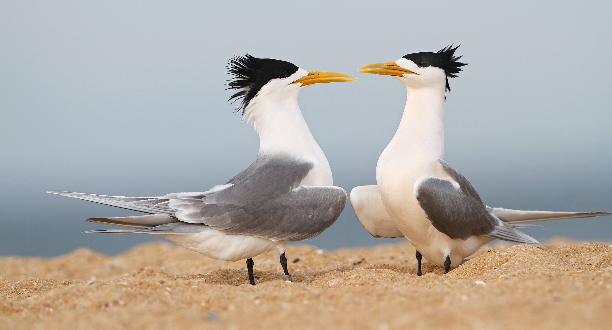Naturalists Guide to Birds - Dean Ingwersen