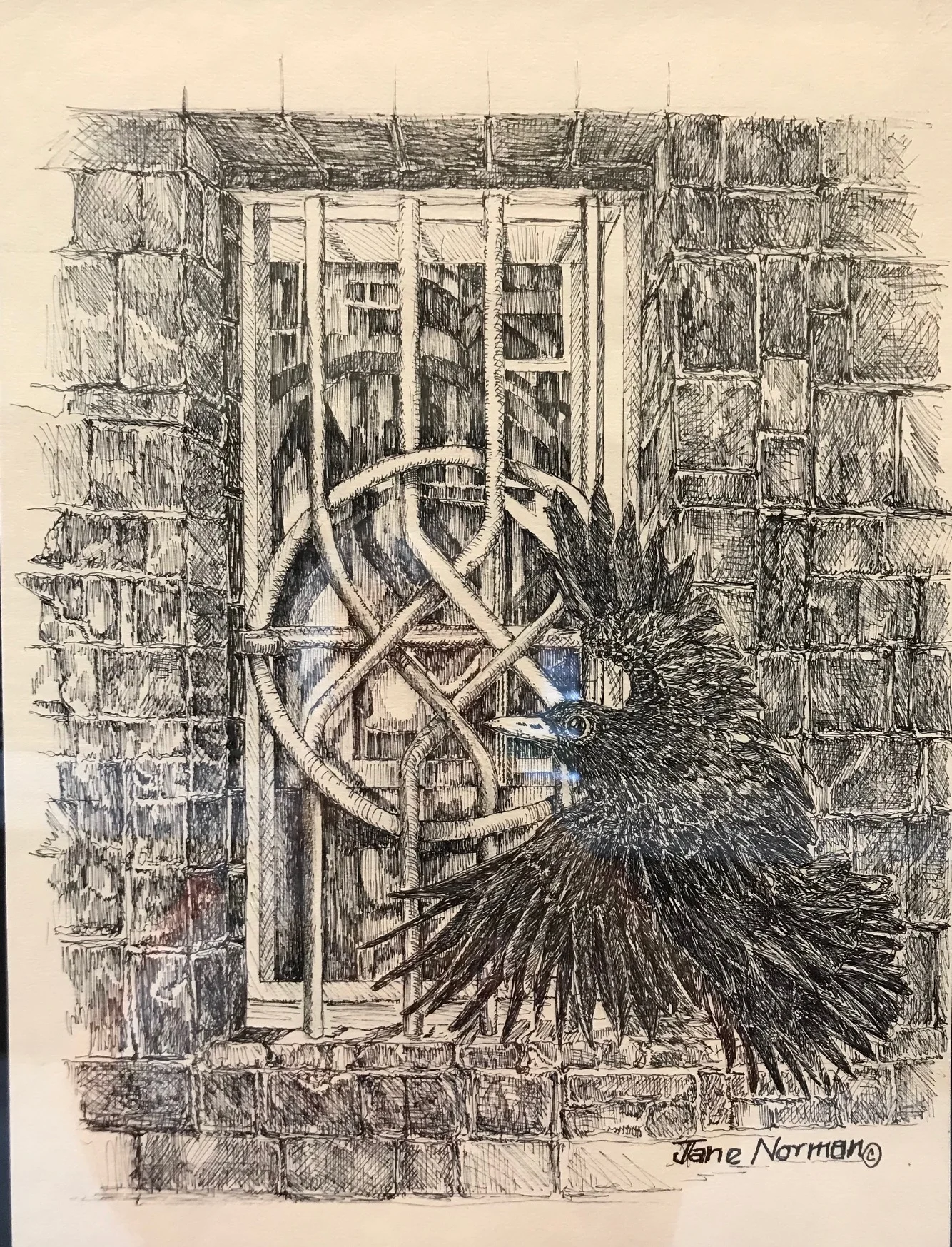 Pen & Ink by Jane Norman