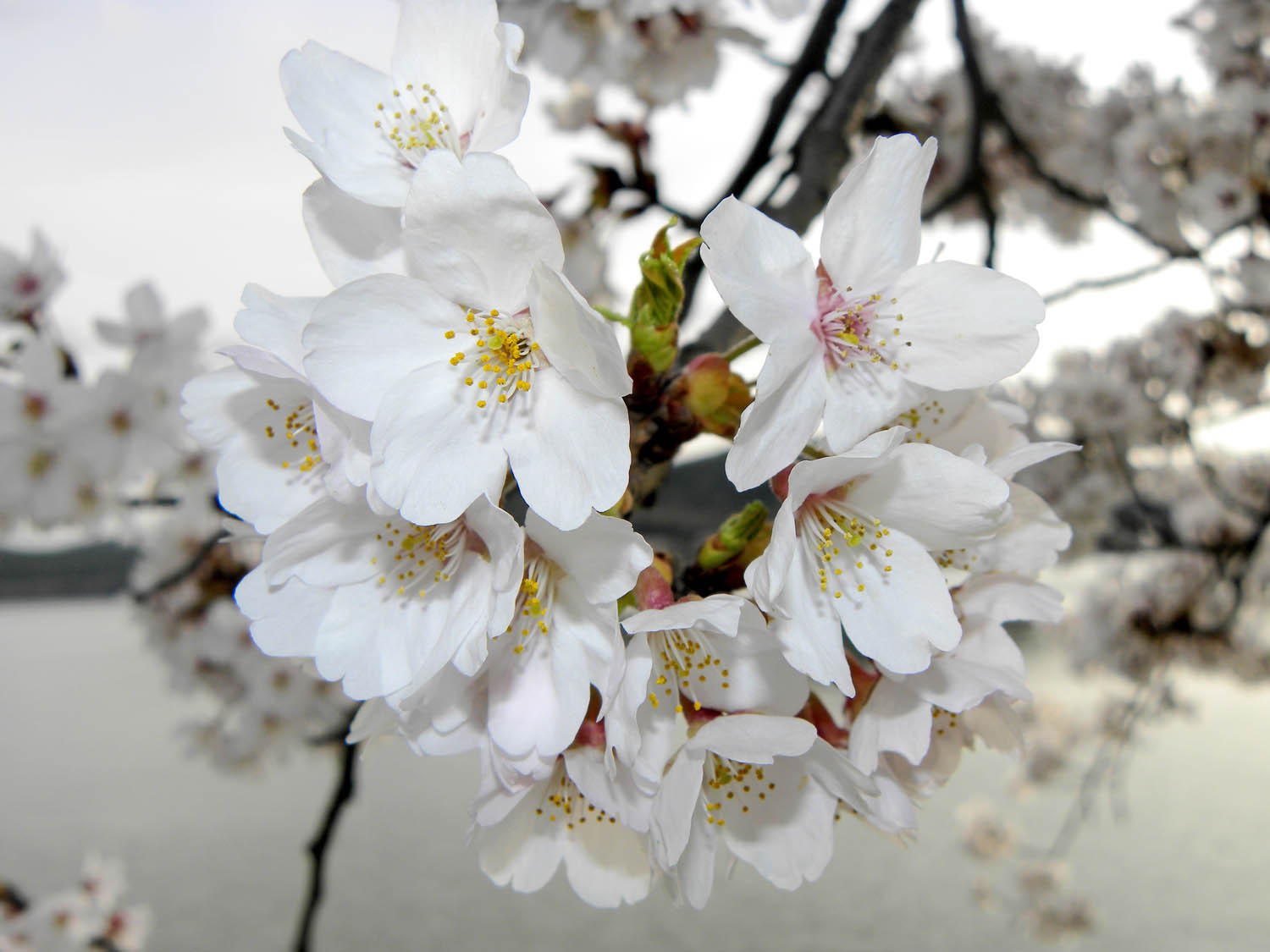 cherry-blossoms.jpg