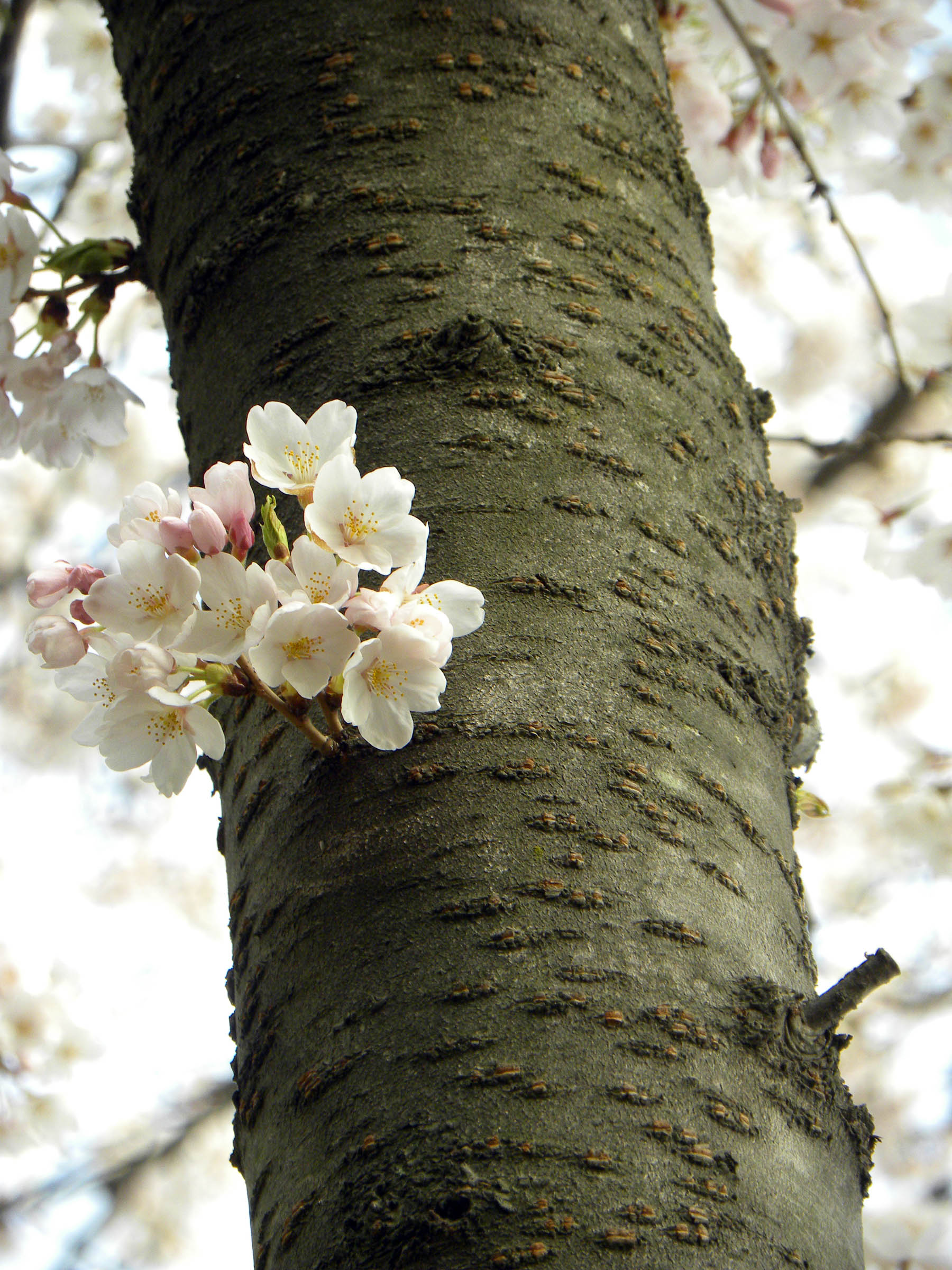 cherry-blossoms-3.jpg